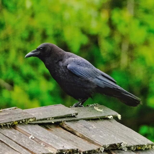 Crow In Tree