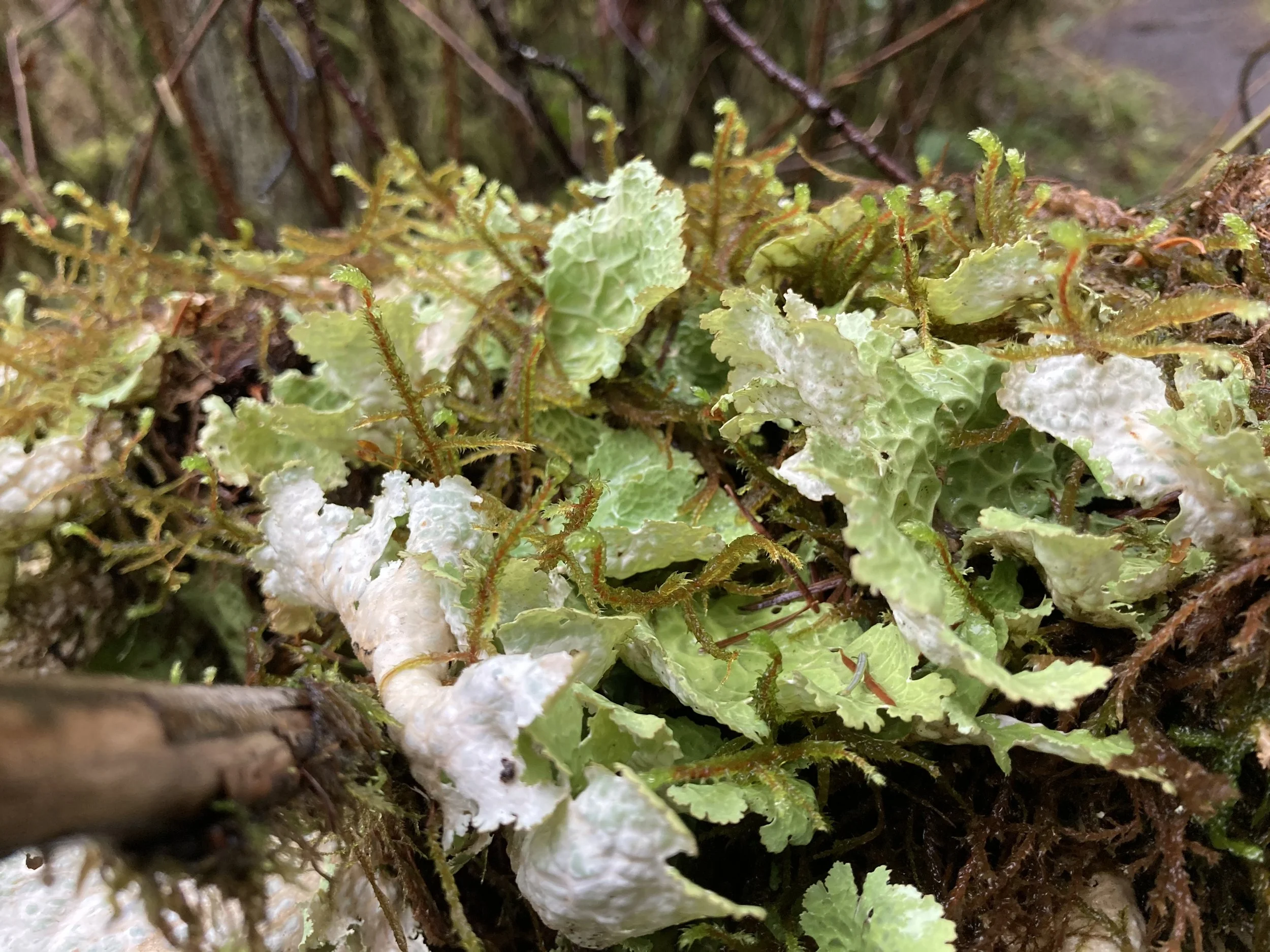 Lettuce Lichen