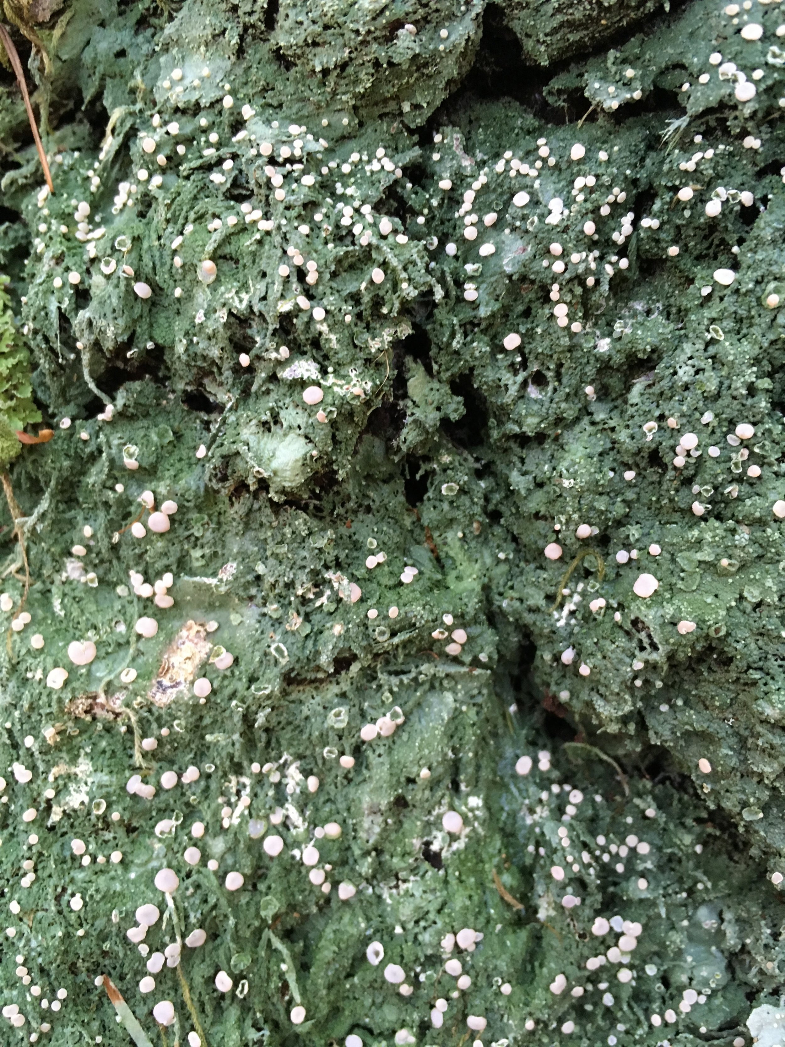 Fairy Barf Lichen