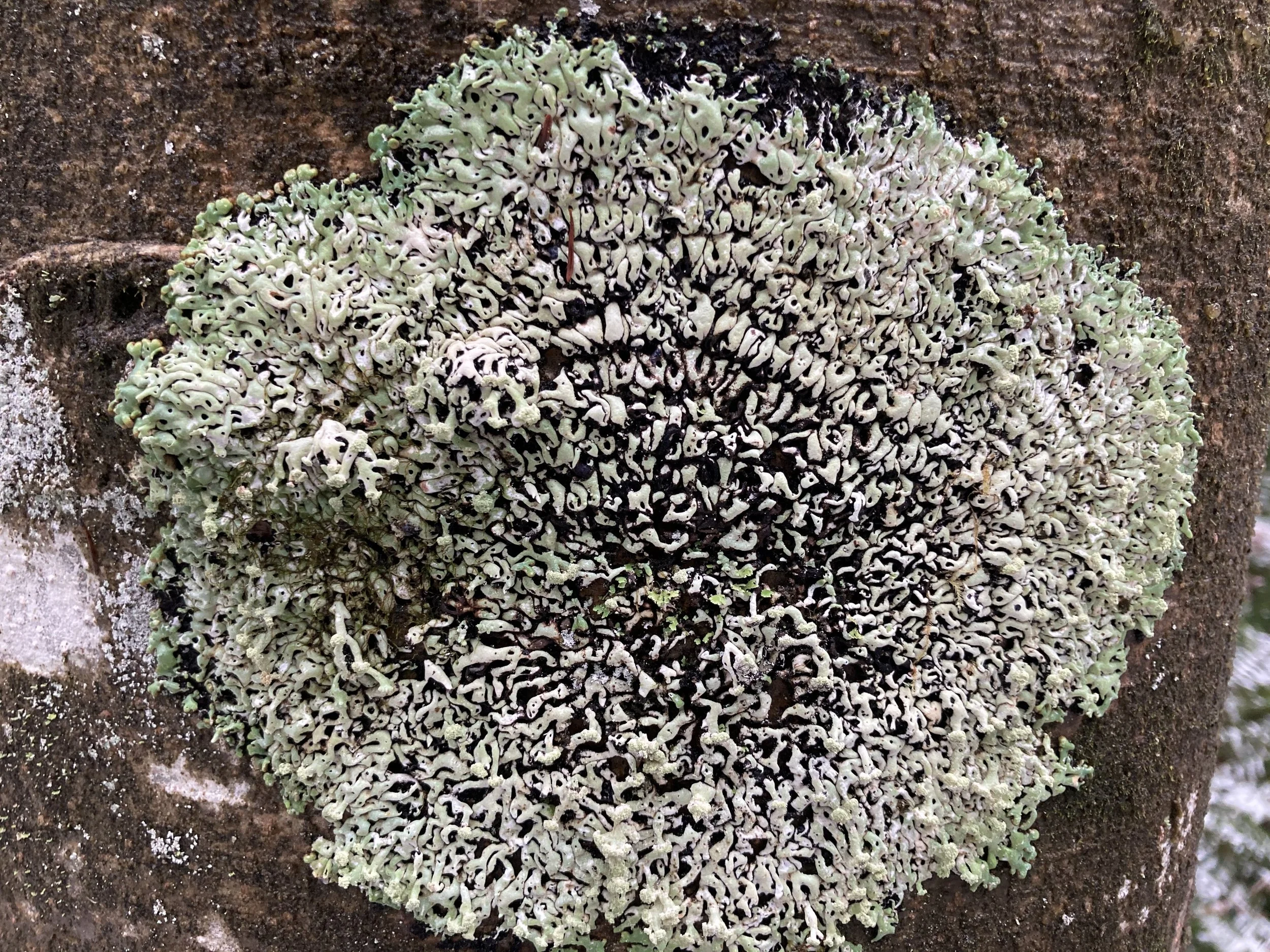 Inflatable Bone Lichen