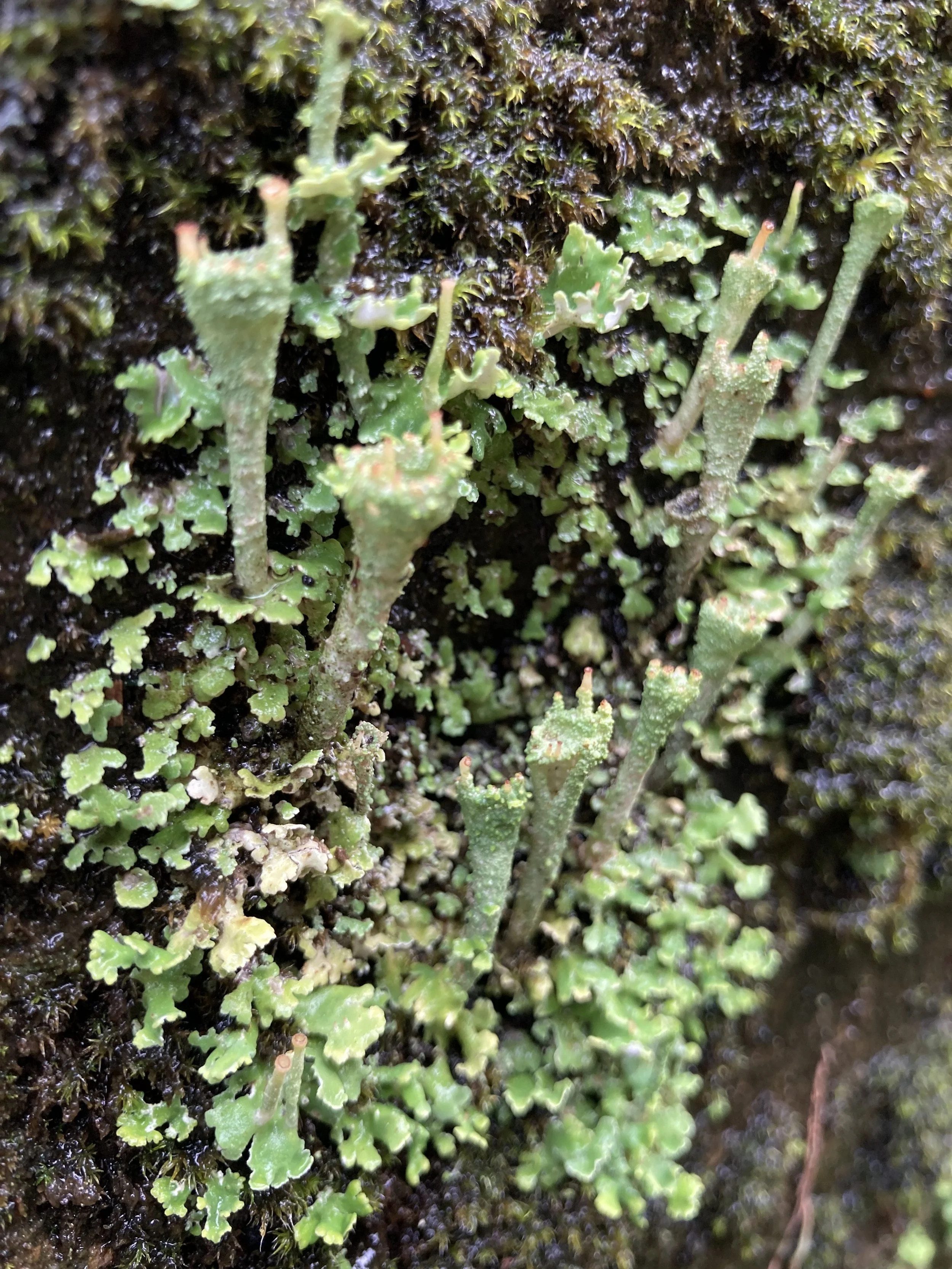 Sordid Pixie Cup Lichen