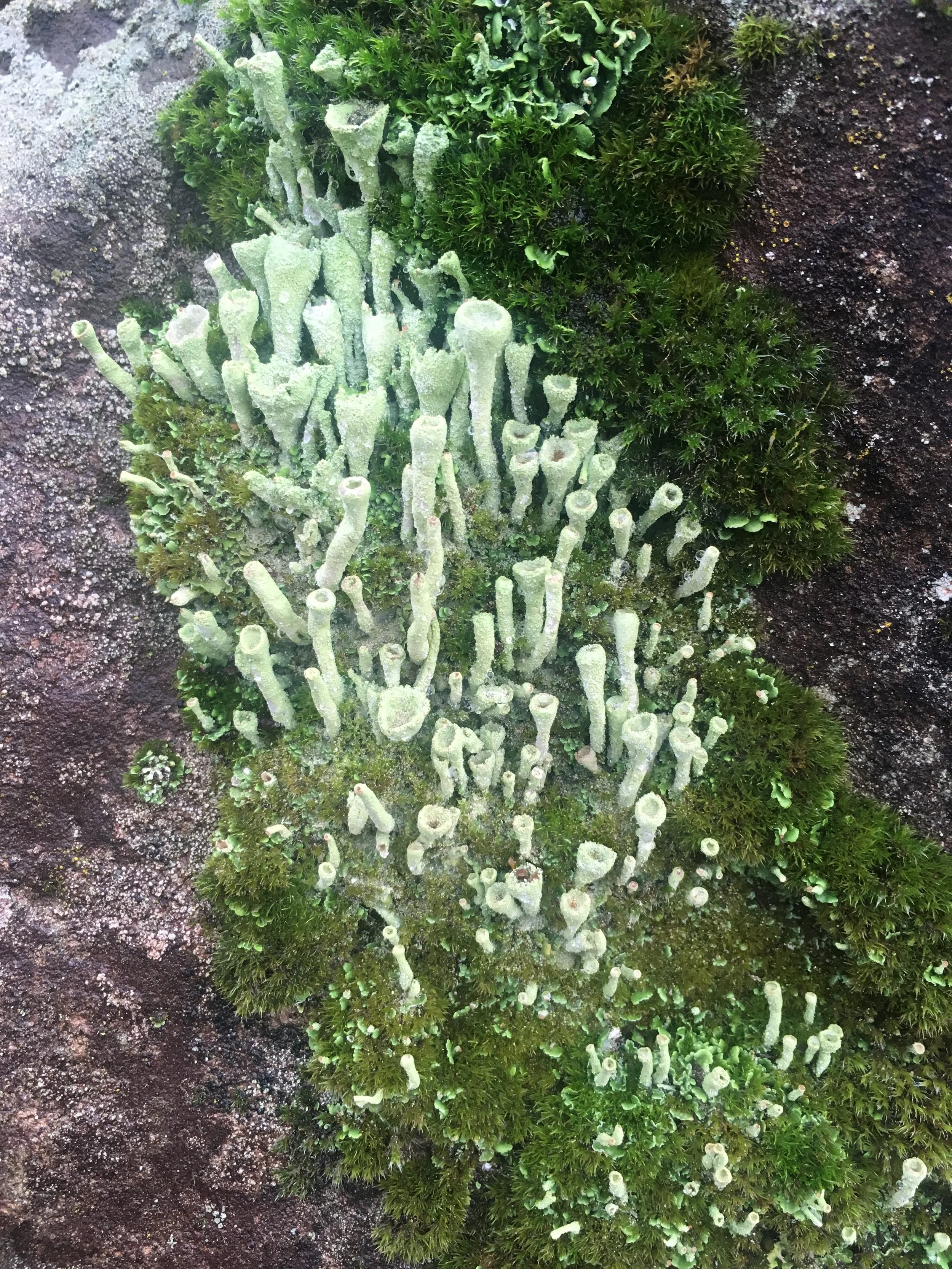 Pixie Cup Lichen