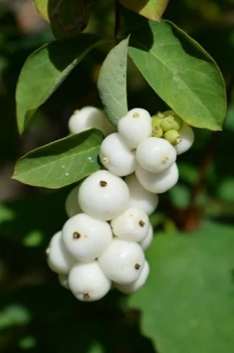 Snowberry
