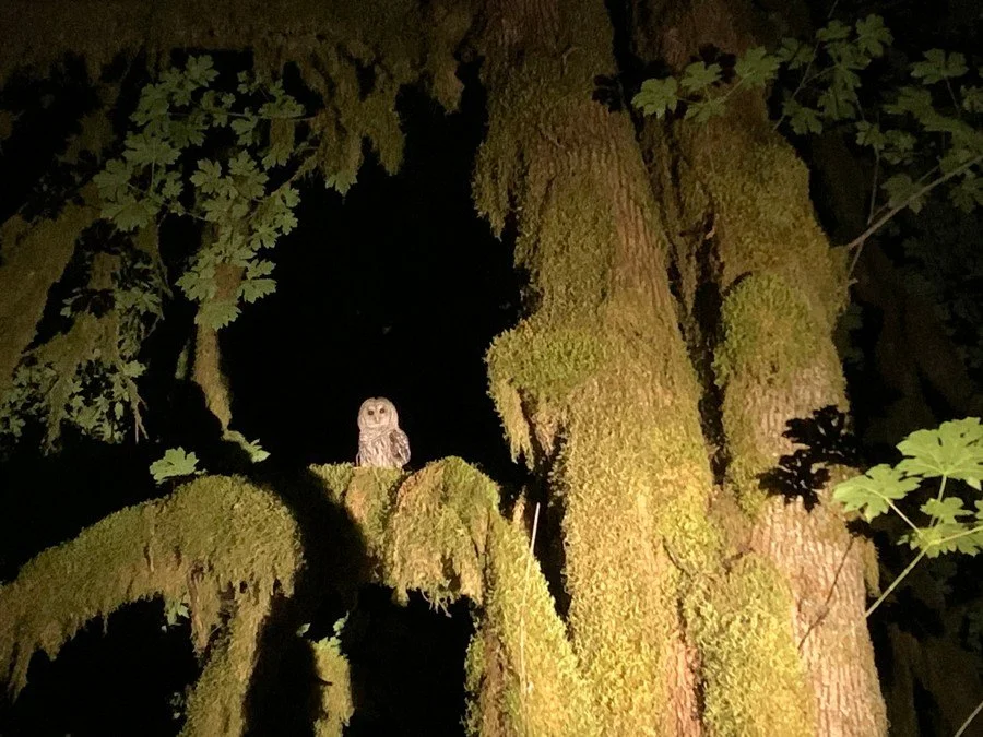 Owl Prowl