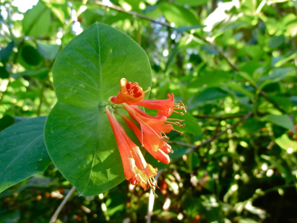 Orange Honeysuckle (Lonicera ciliosa)  Friends of Silver Falls