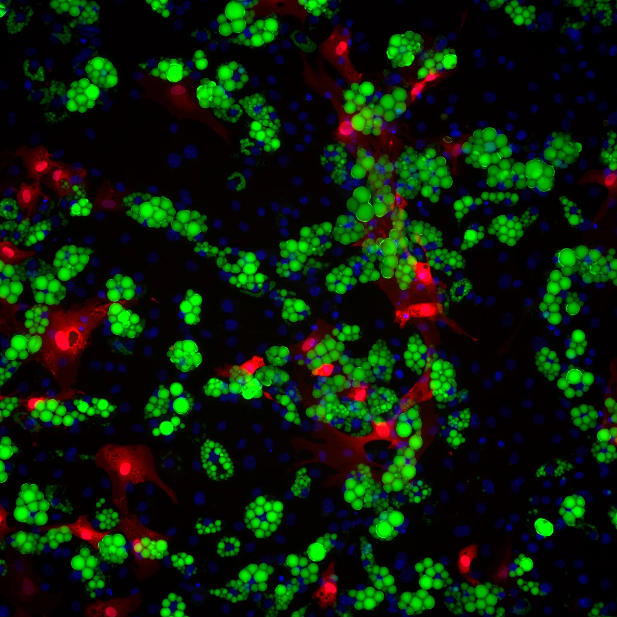 Scan 003_Multifocus Image.jpg