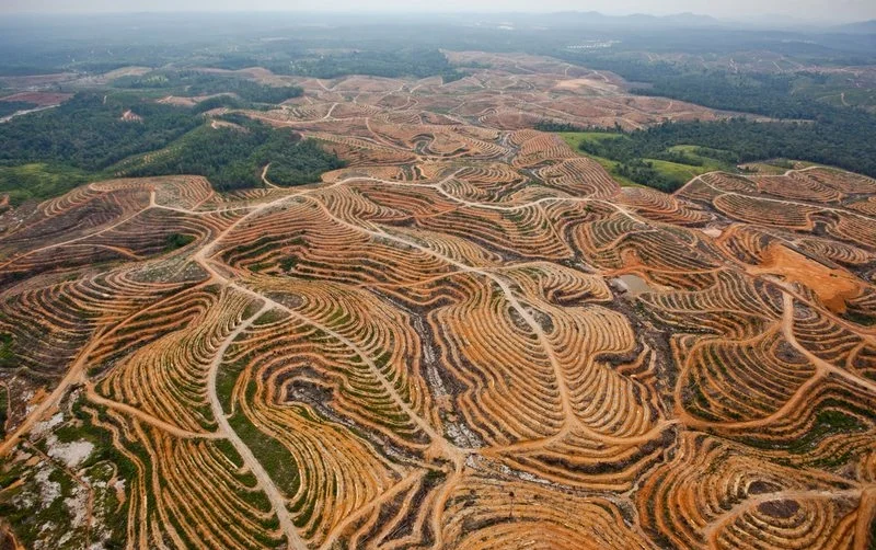 Photo: Ulet Ifansasti / Greenpeace 