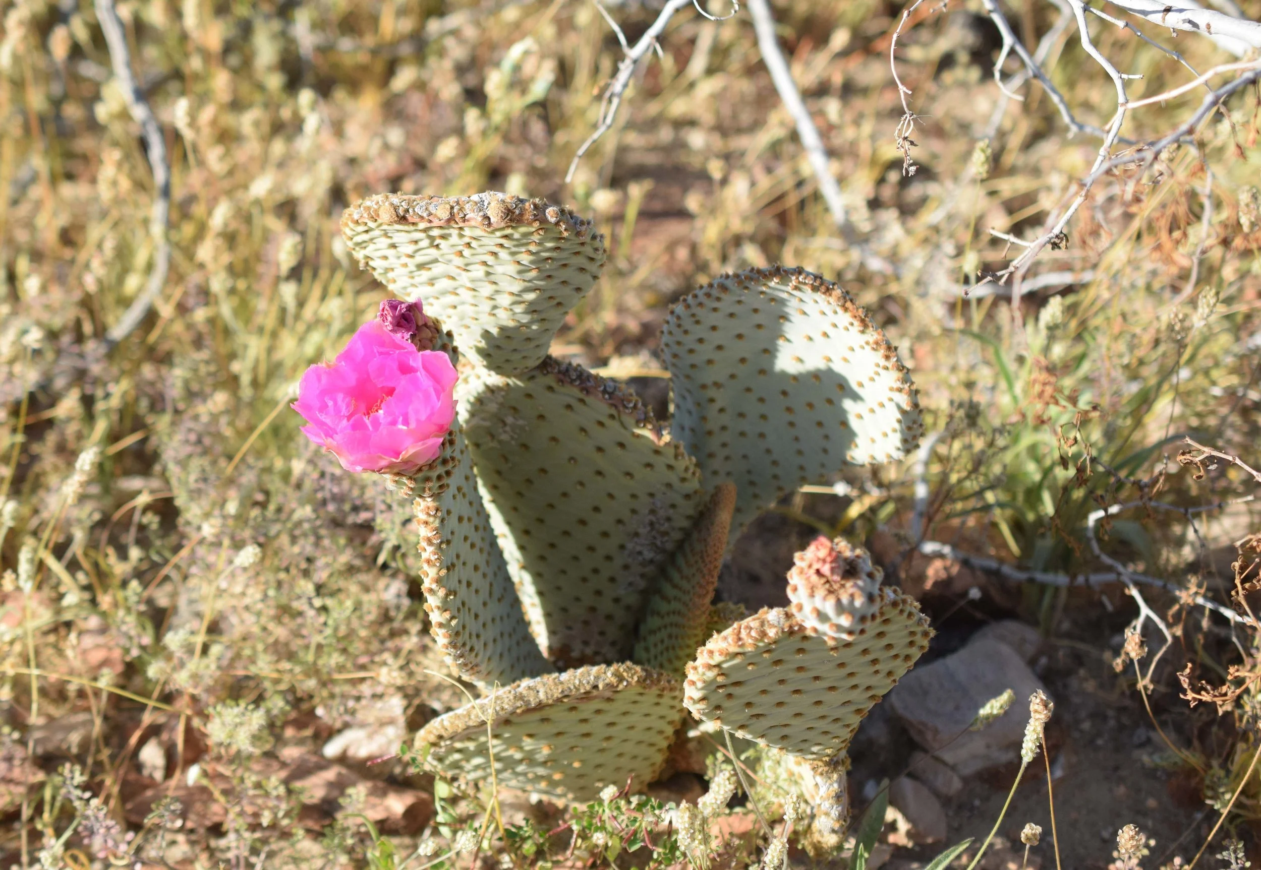 DSC_0090.jpg