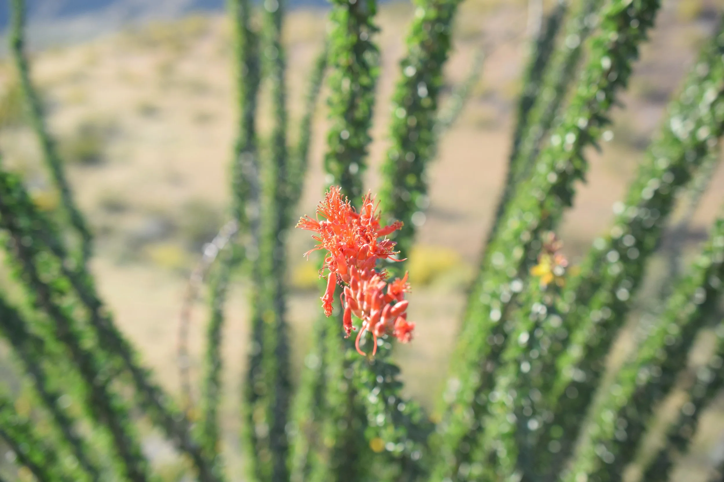 DSC_0083.jpg