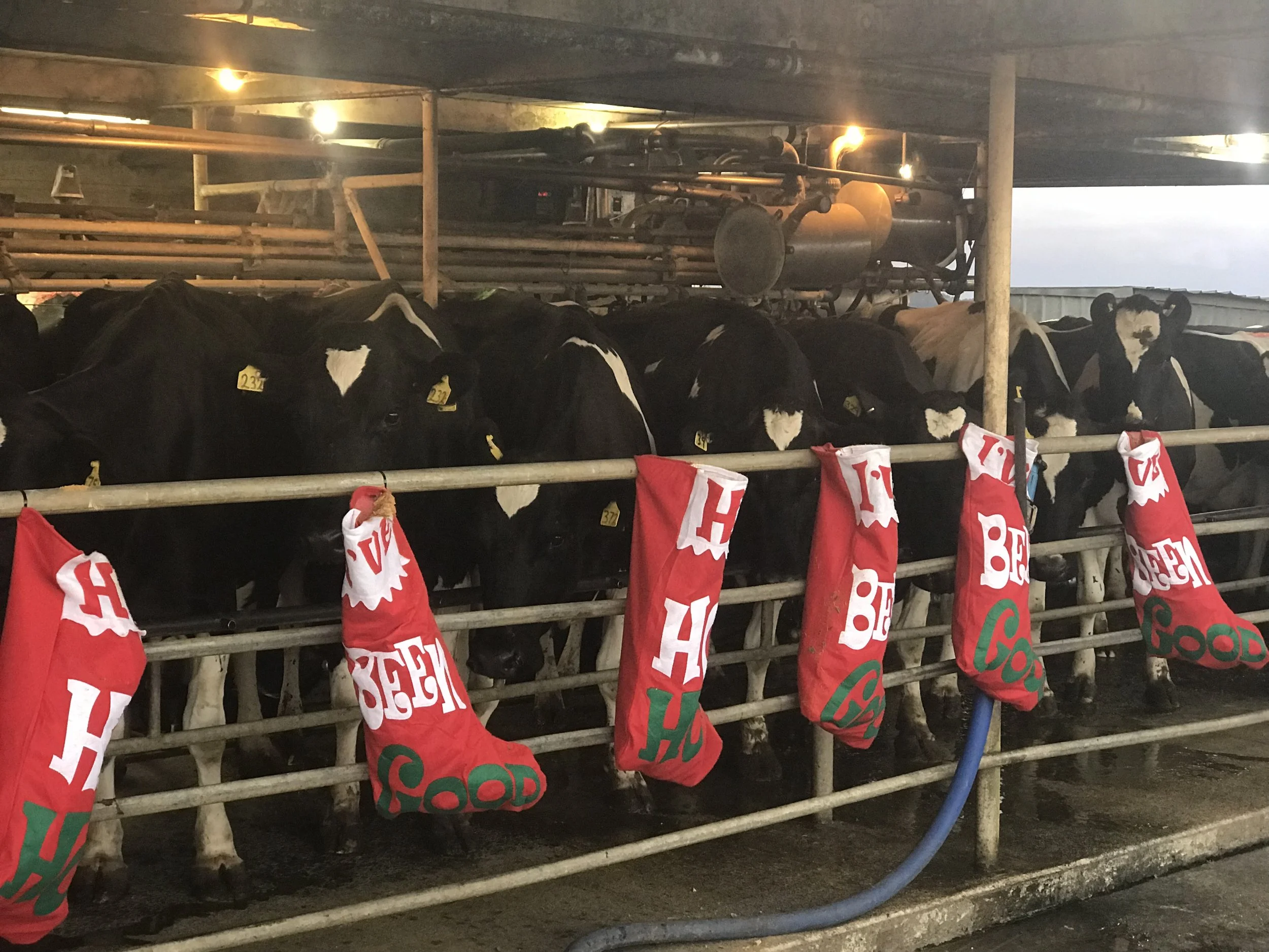 LIC - A very dairy Christmas