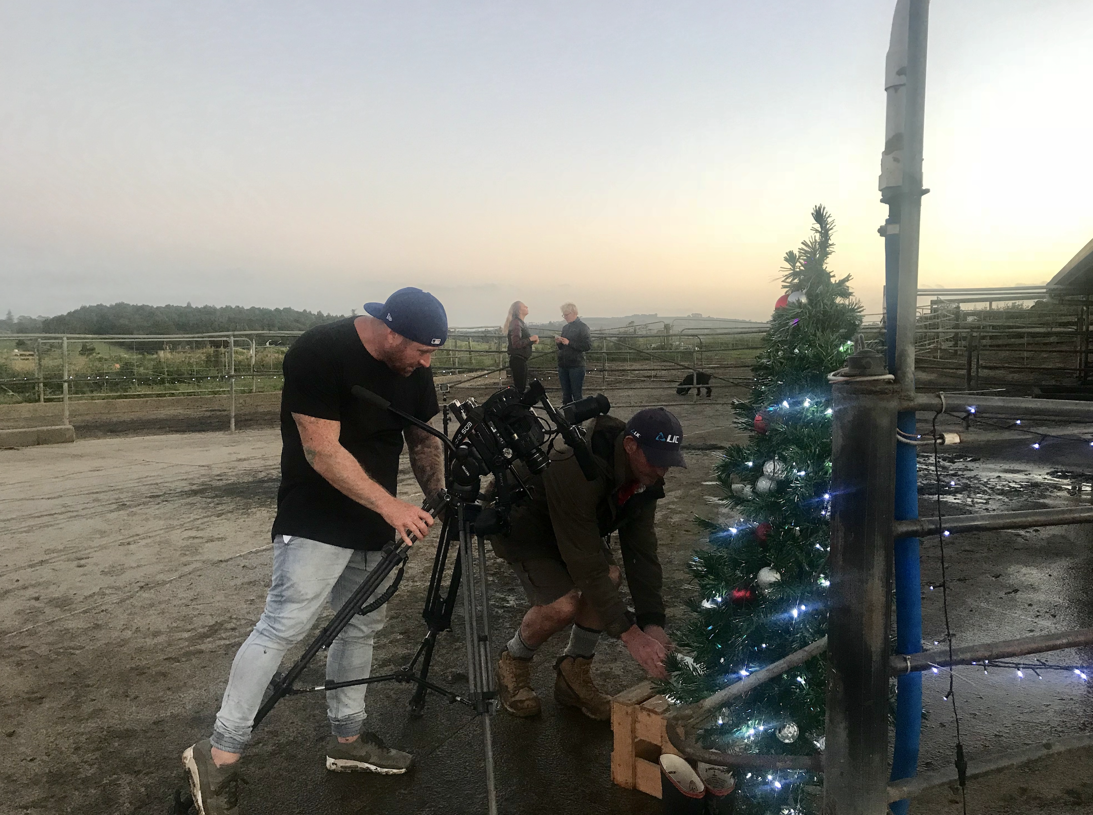 Another very dairy Christmas video for LIC/Sherson Willis