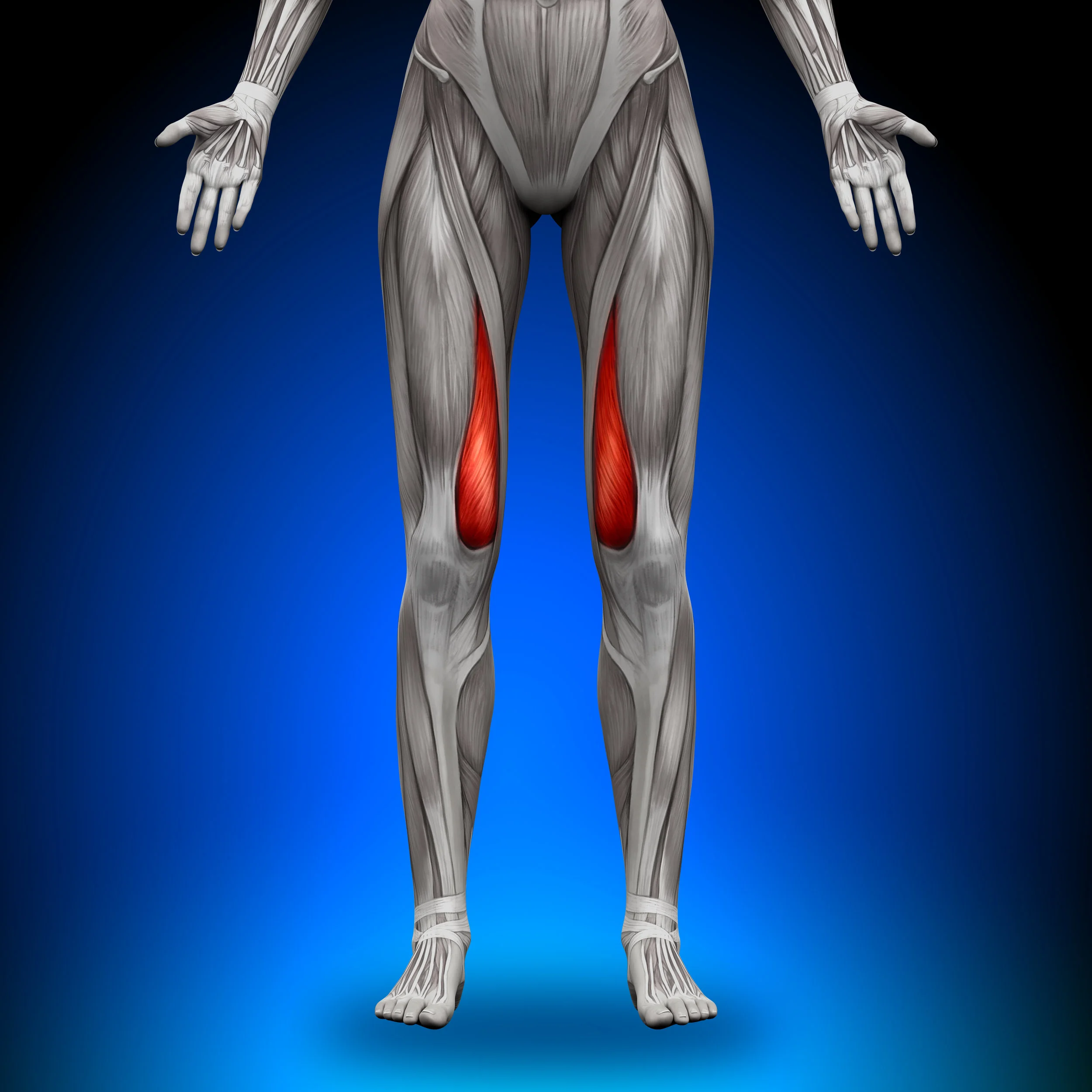 Vastus medialis, or the "tear drop" muscle, is shown in red. 