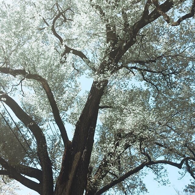 Getting in some forest bathing or shinrin-yoku helps you reconnect with nature and alleviate stress. ⠀⠀ In the 1980s, the Japanese government adopted forest bathing as a preventative health care measure. ⠀⠀ Forest bathing is as easy as standing under