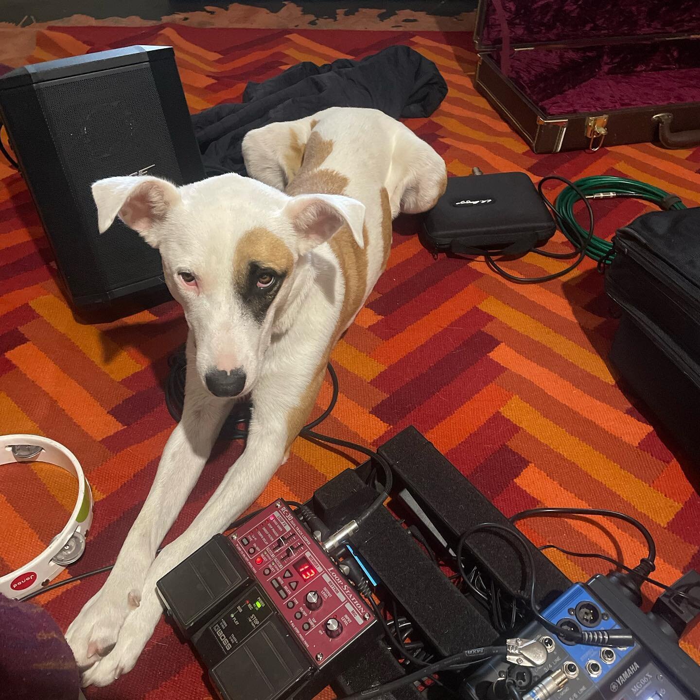 Rainy day rehearsals.. Do you think Willa is relaxed or unimpressed?!

Jumping aboard @davegarnham&rsquo;s huge, collaborative Stuart Hyw project this month, with album launch shows all the way down the road to Adelaide.
 
I&rsquo;m up- 
Saturday Jul