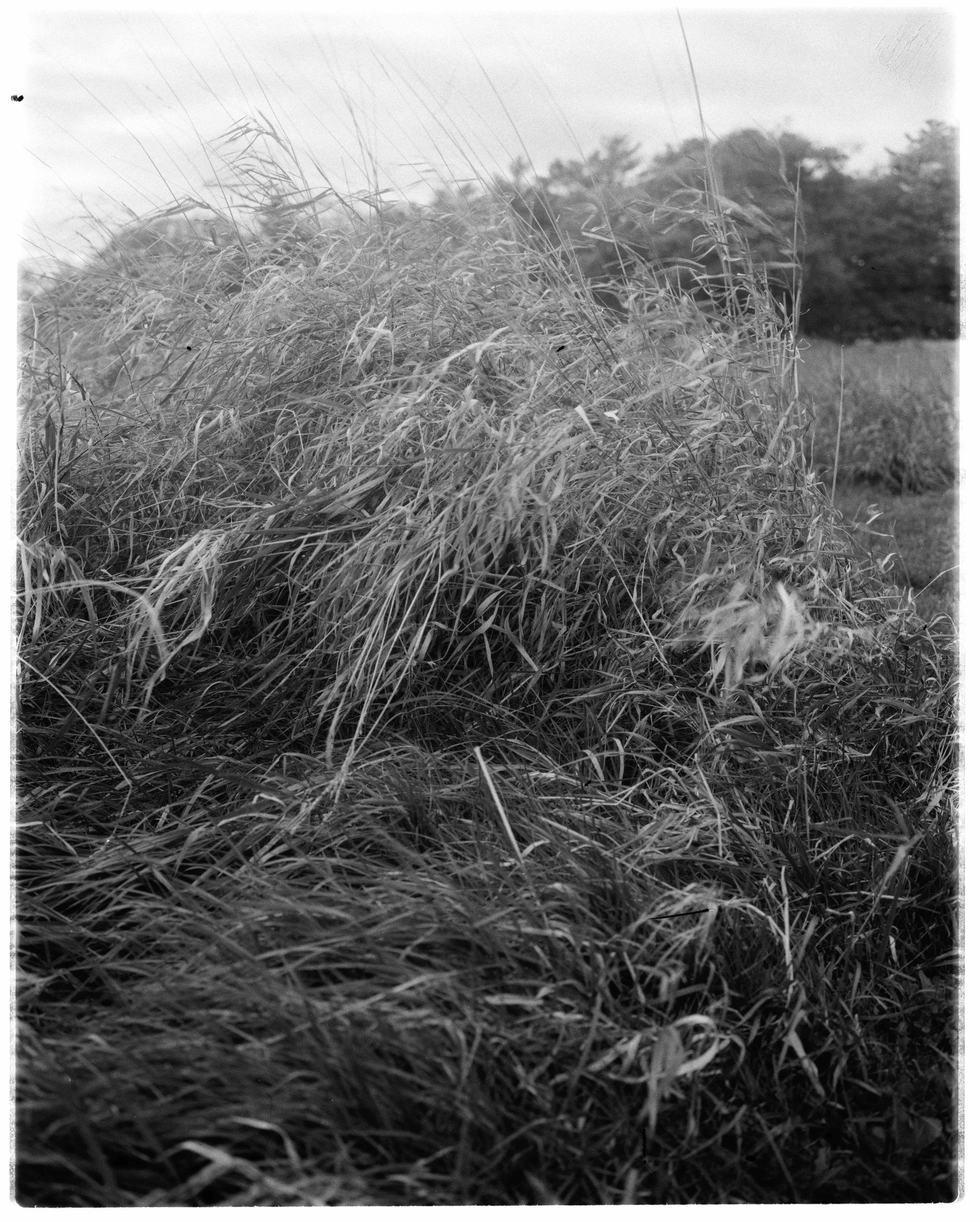 Large format tall grass copy.jpeg