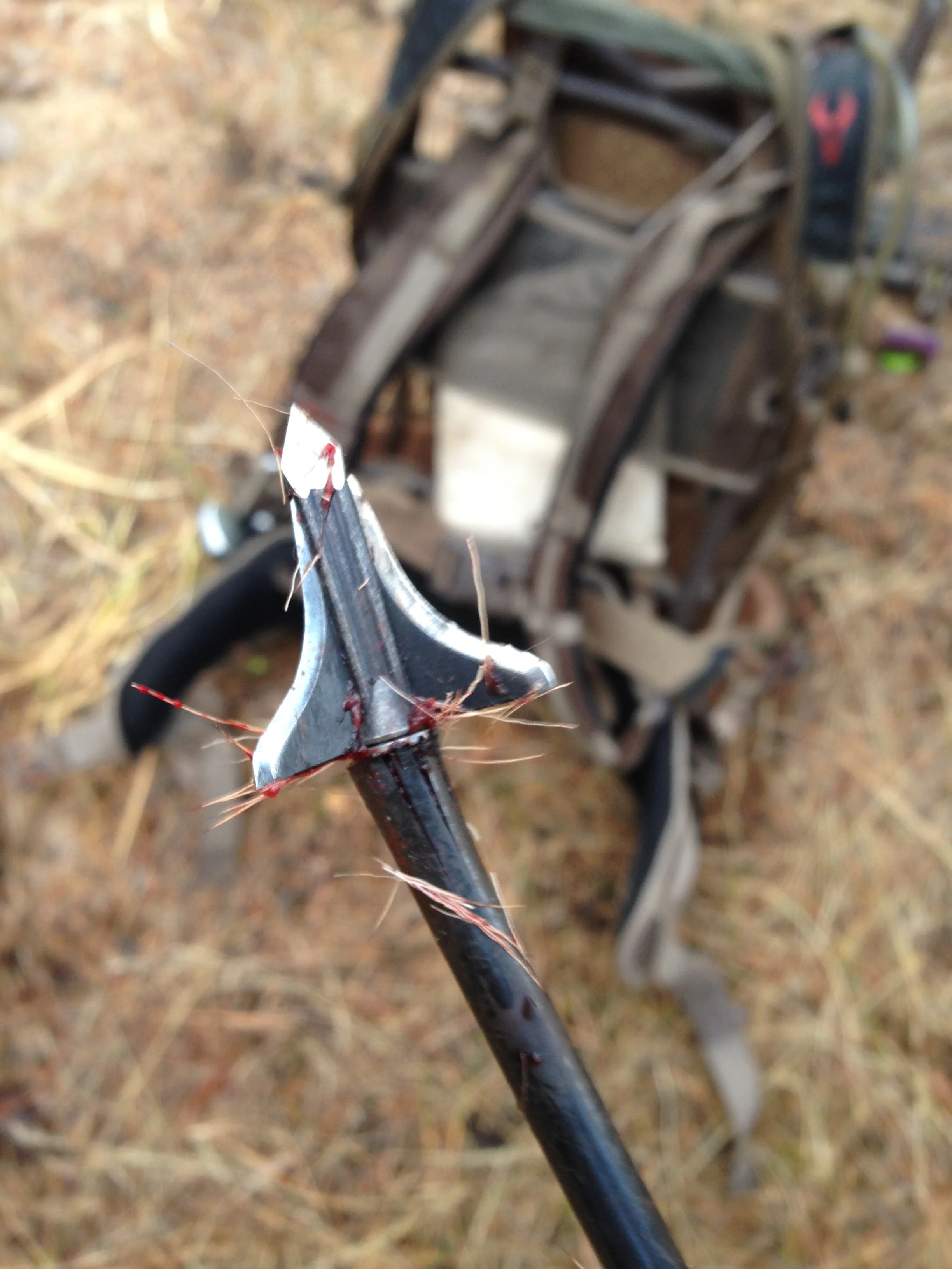 Oregon Archery Elk