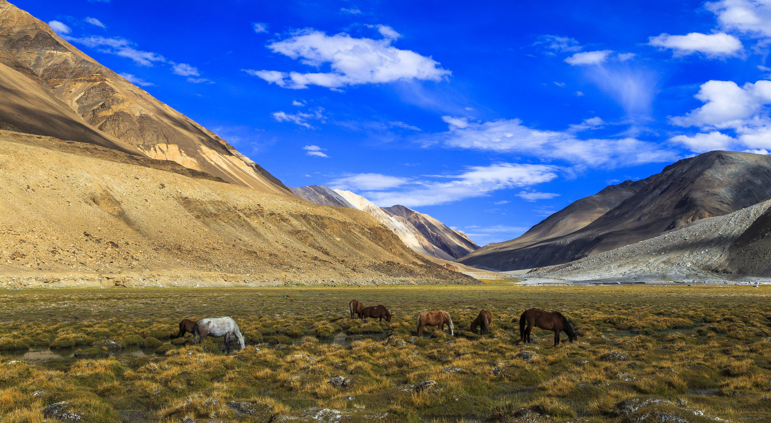 Grazing grounds of Himalayan horses