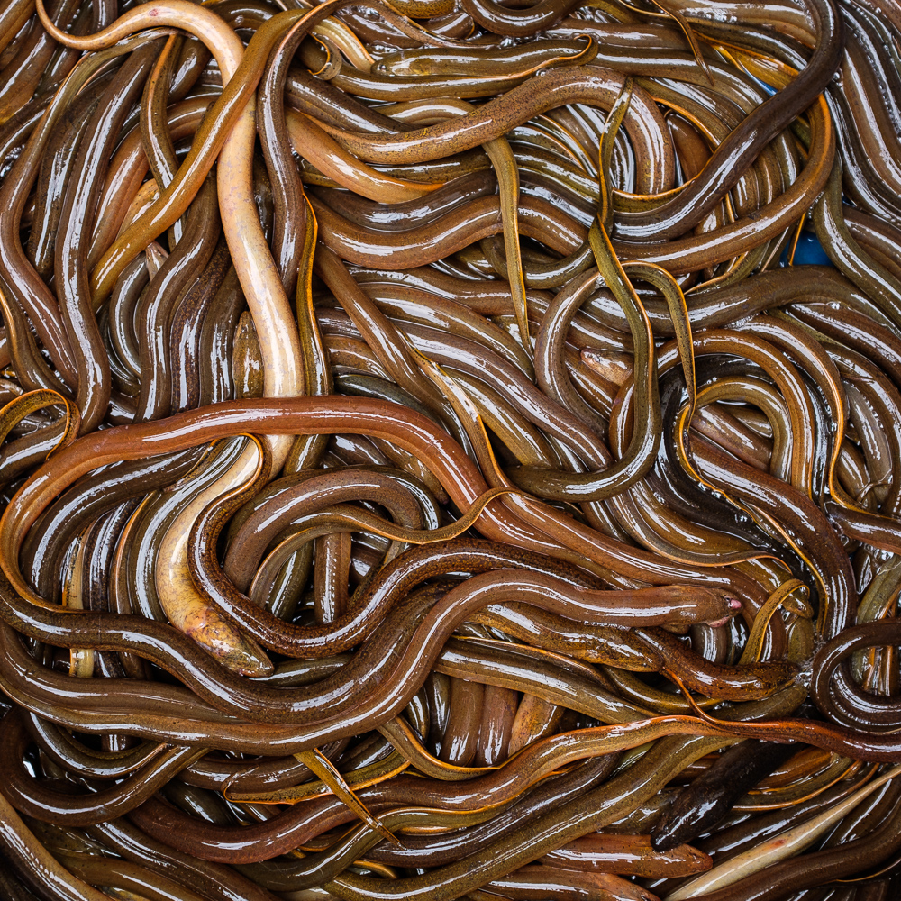 Eels for sale in Hanoi street market