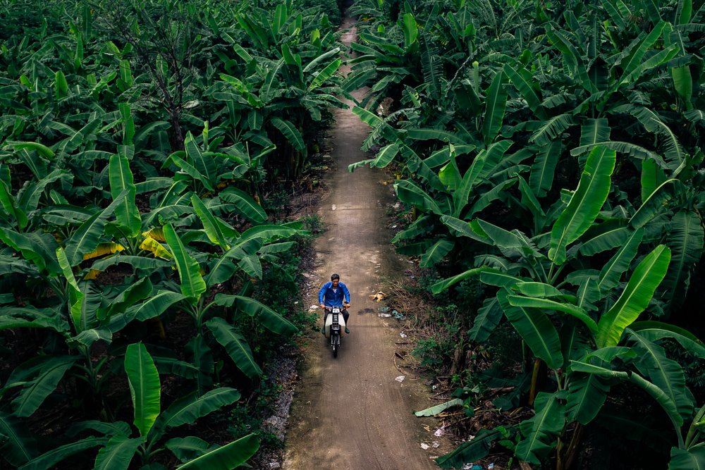 Motocycle rider riding a scooter through a banana plantation