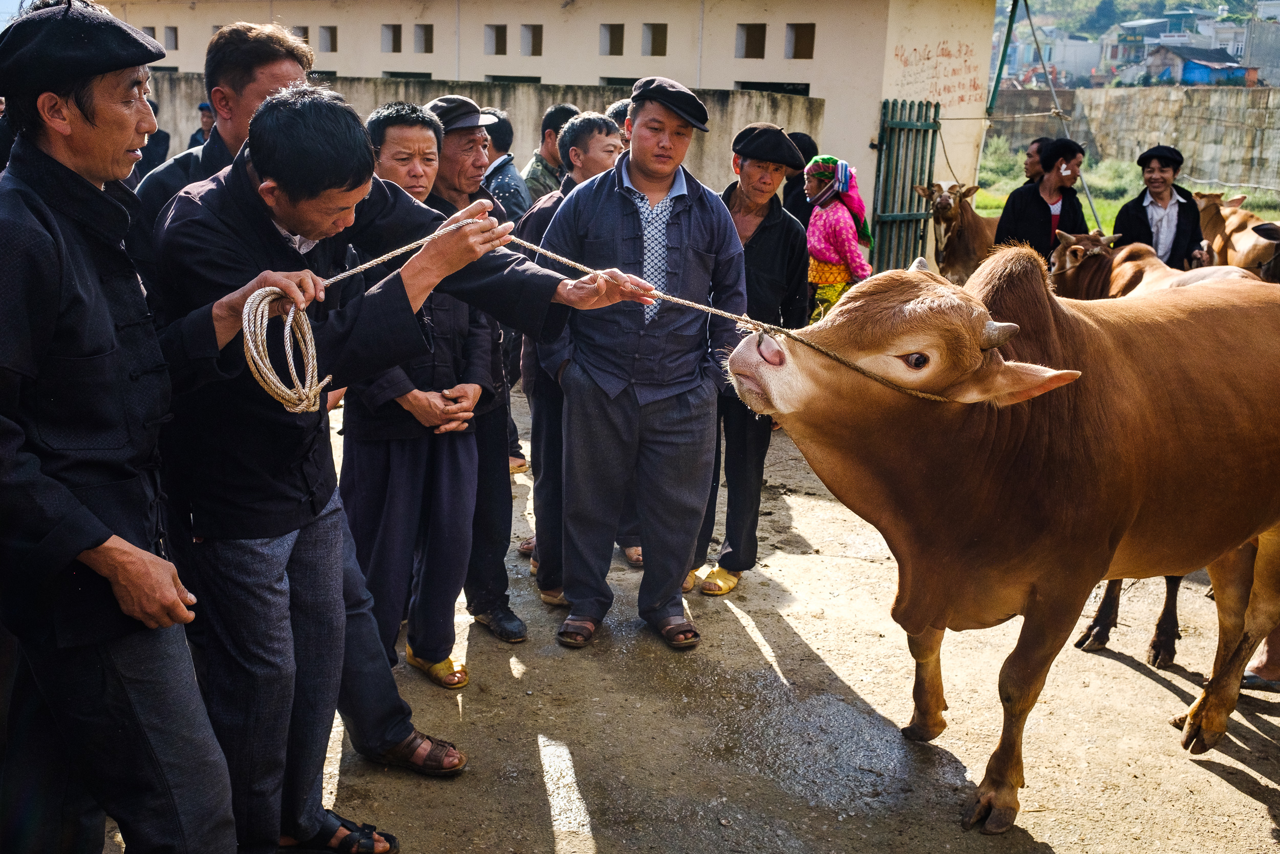  A potential buyer examining a livestock for sale in Dong van market in Northern vietnam 