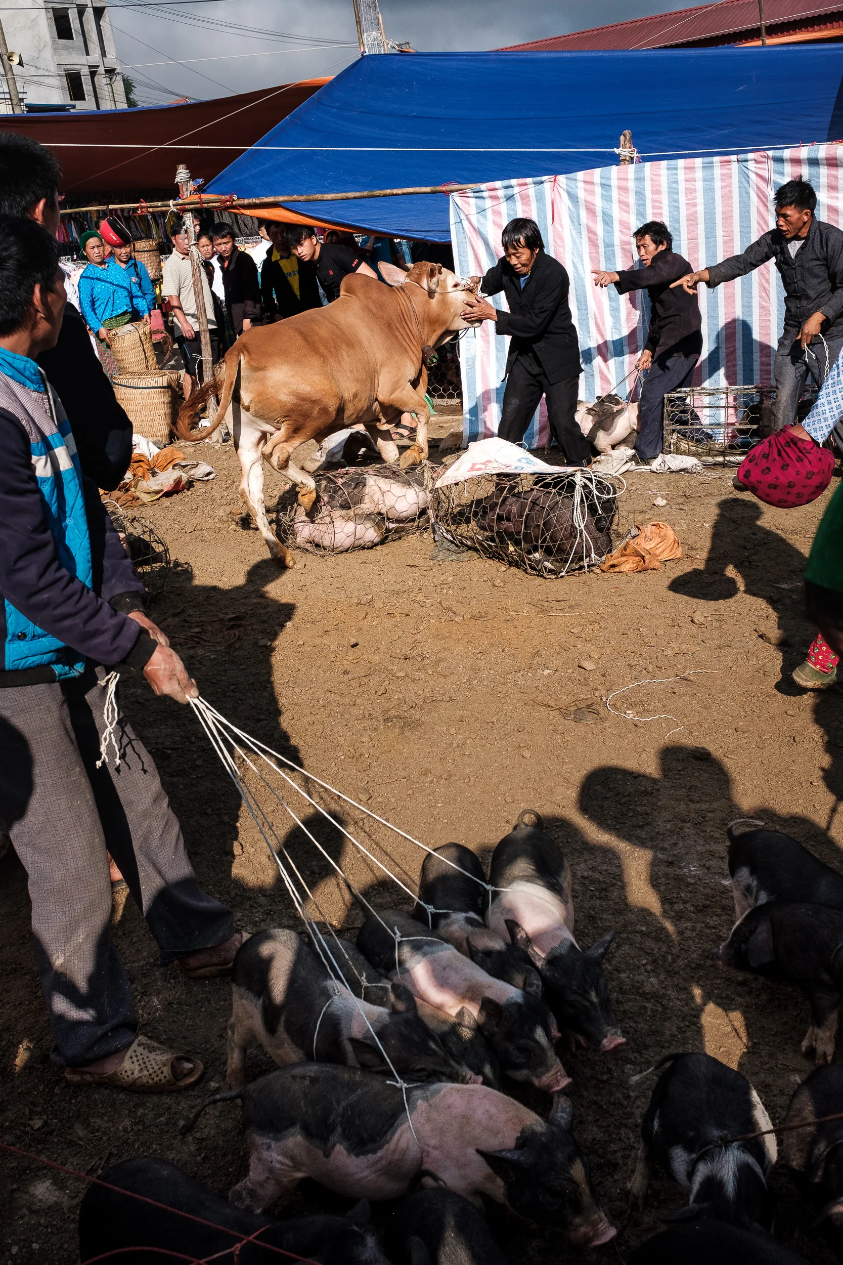 The crowd trying to control a raging cow in Dong van market in v