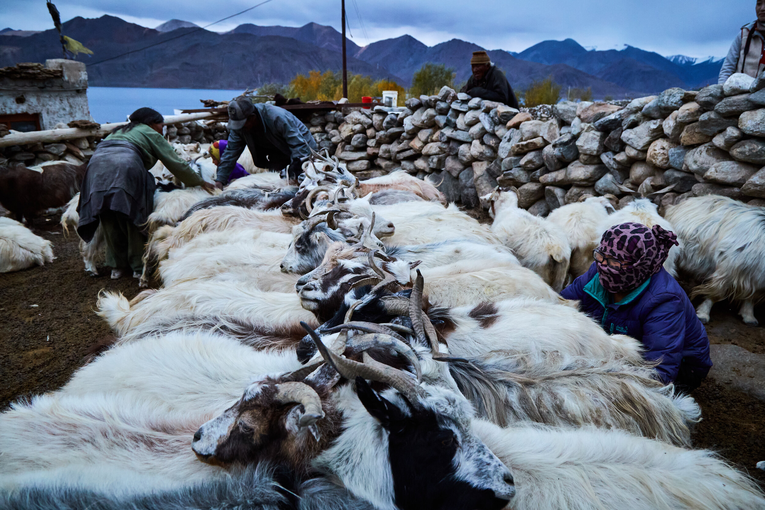  Pashmina wool is one of the major income source for many of the nomadic herding communities. A group of herders tying the pashmina goats together at dusk as few start to milk the animals. 