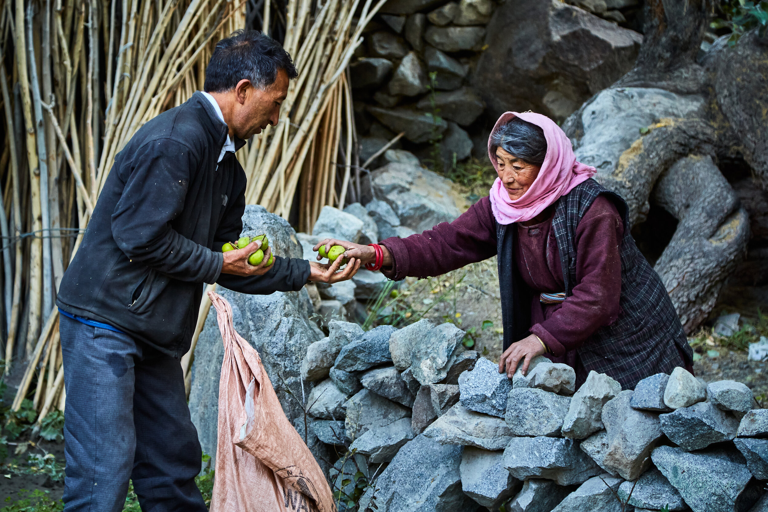  I see generosity, contentment, and kindness as few of the pillars the Ladakhian community is formed on. This woman called a passerby to give a handful of fresh pears from her backyard. Inevitably I was the next. 