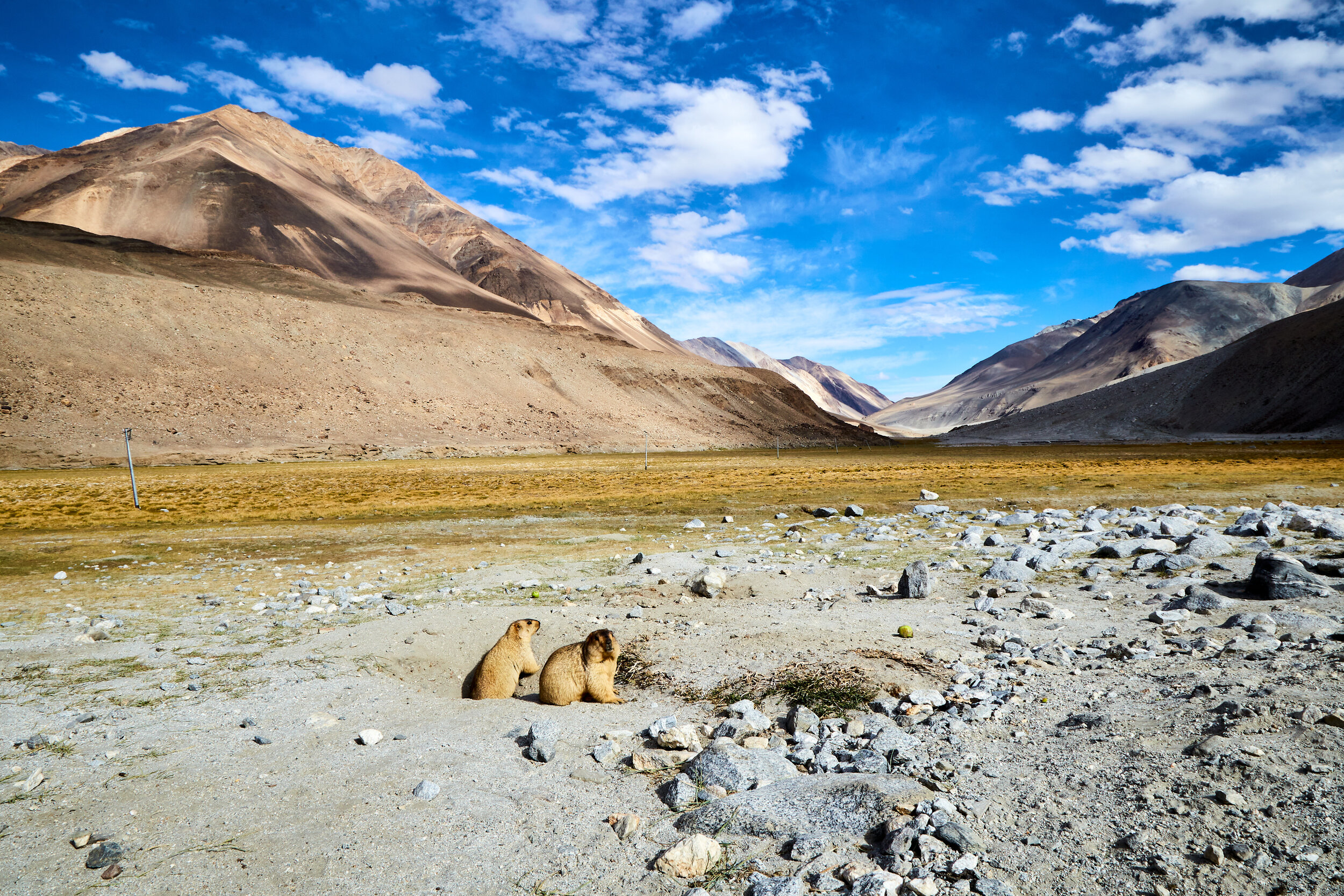  Landscapes are abundant and is one of the main reason for the majority of the tourist influx. It in-turn brings unwanted interference as well. These Himalayan marmots are now used to the apples being offered by the tourists.  