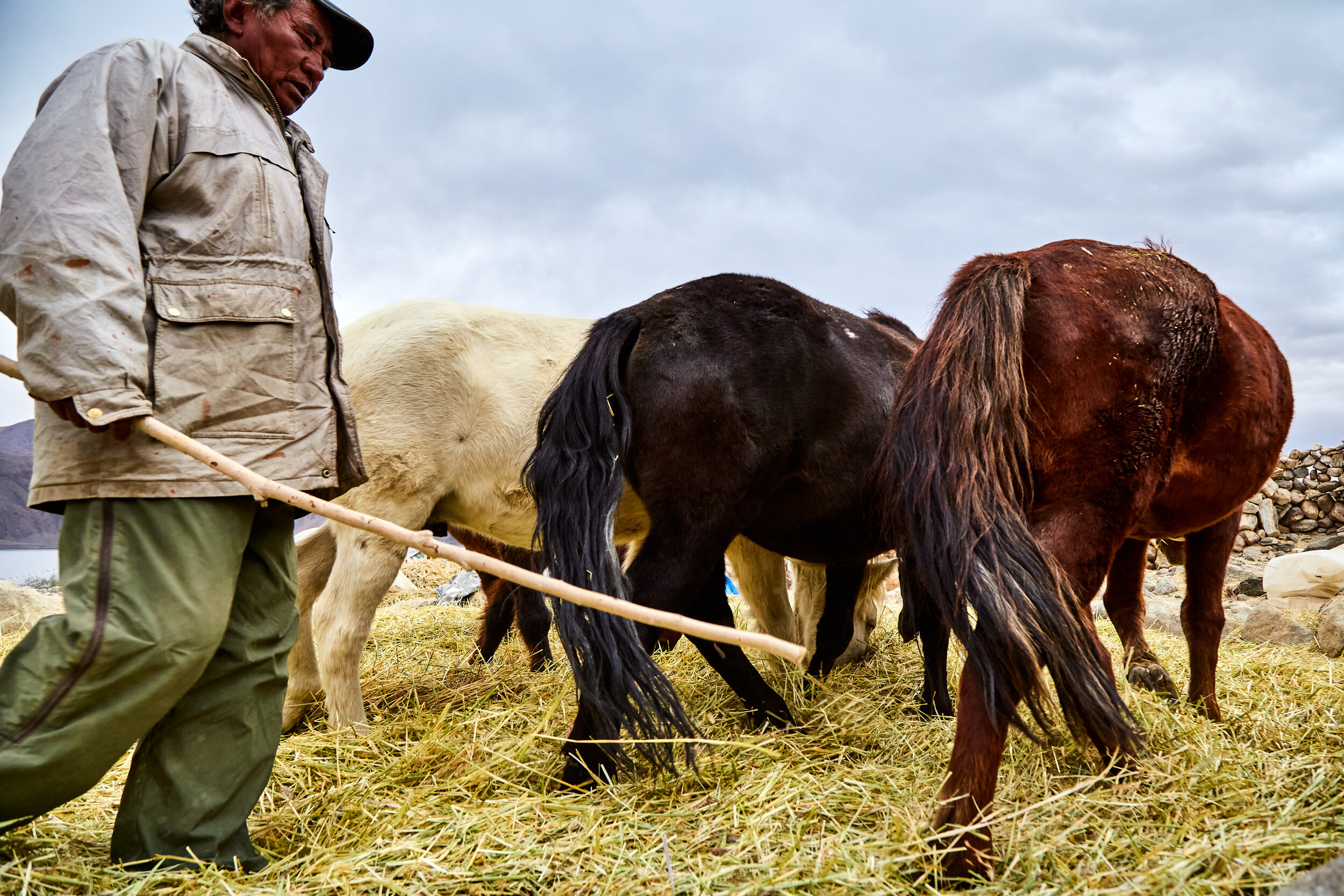  A farmer guiding the horses over the piles of straw after the harvest. 