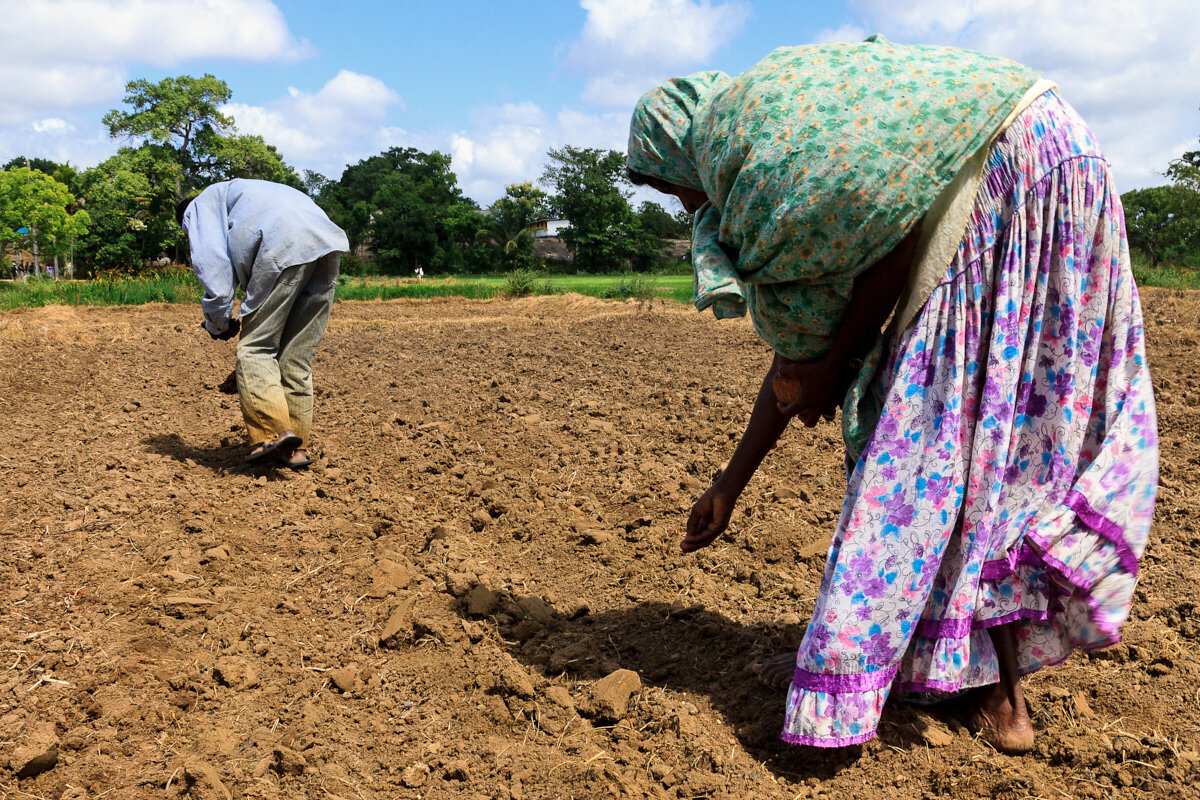 Farmers are seeding grains in the farmlands in Anuradhapura - Sr
