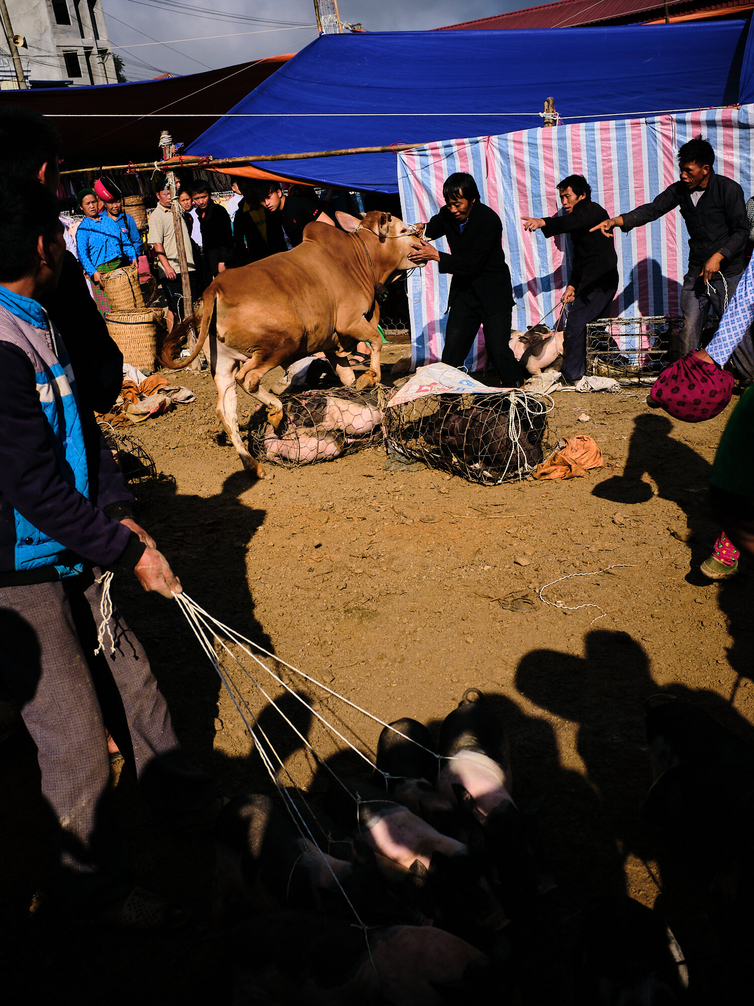  Villagers trying to control a raging bull at Dong van market in Vietnam 
