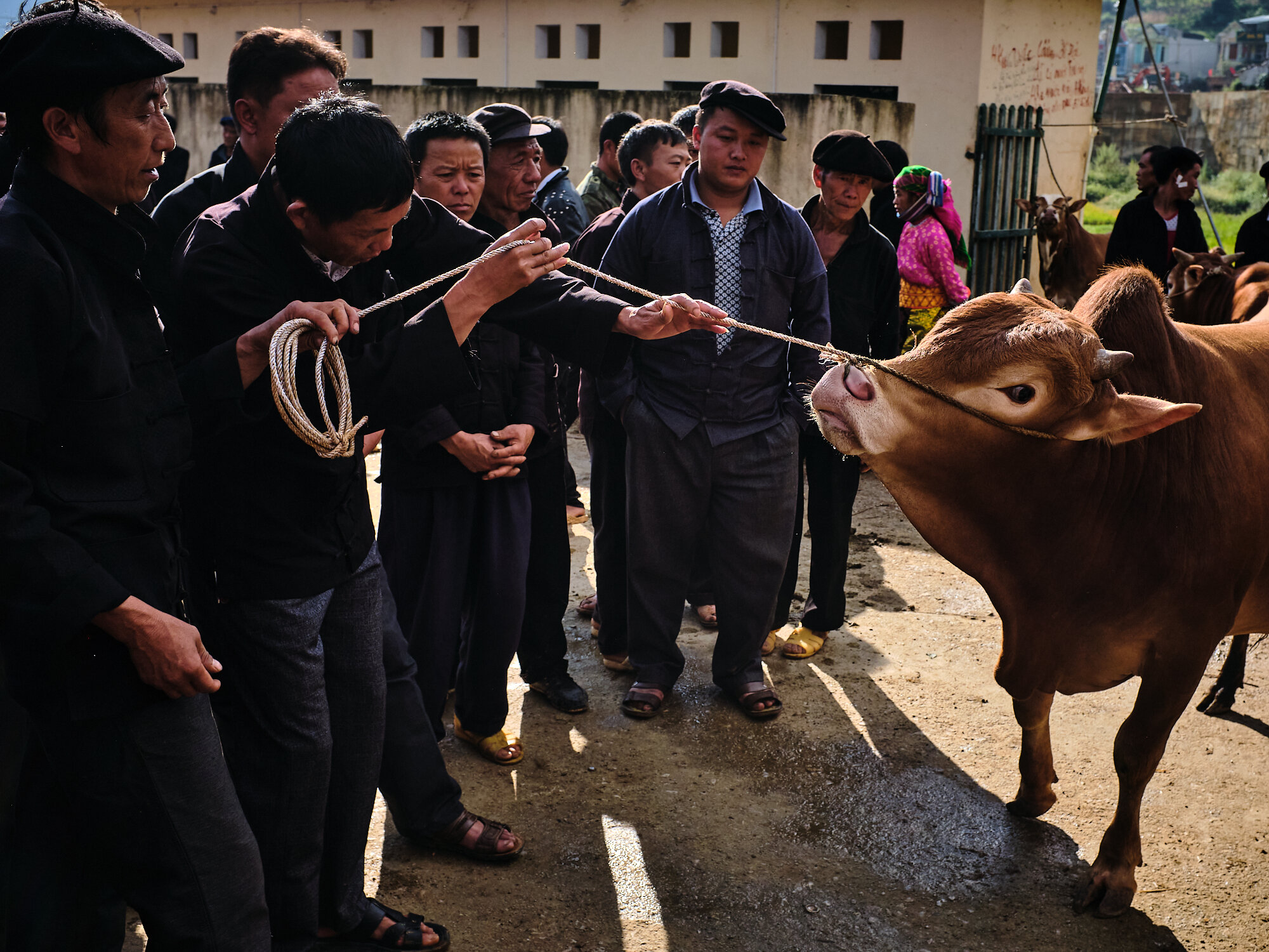  Potential buyers carefully examining a bull at Dong van market. 