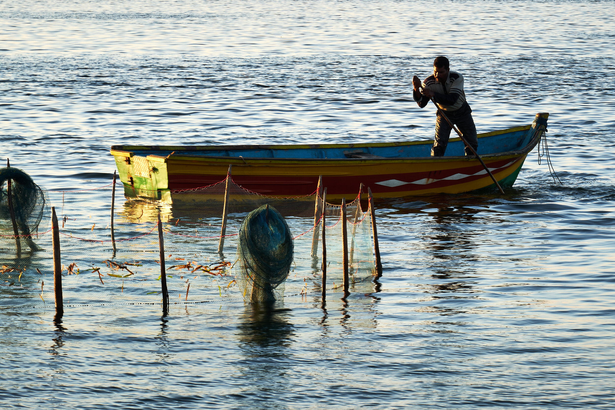   A fisherman entering the fishing trap in the morning to collect the catch from the last night.  