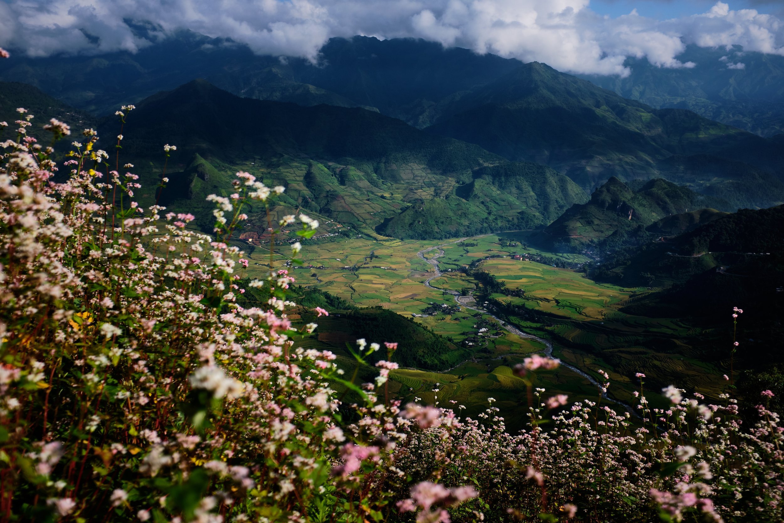  Early morning blooms overlooking the valleys and villages of Mu cang chai, Vietnam. 