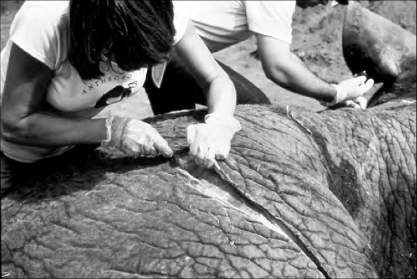 Copy of Copy of Kathy Schick cutting through an elephant hide. (Picture courtesy: Kathy Schick)