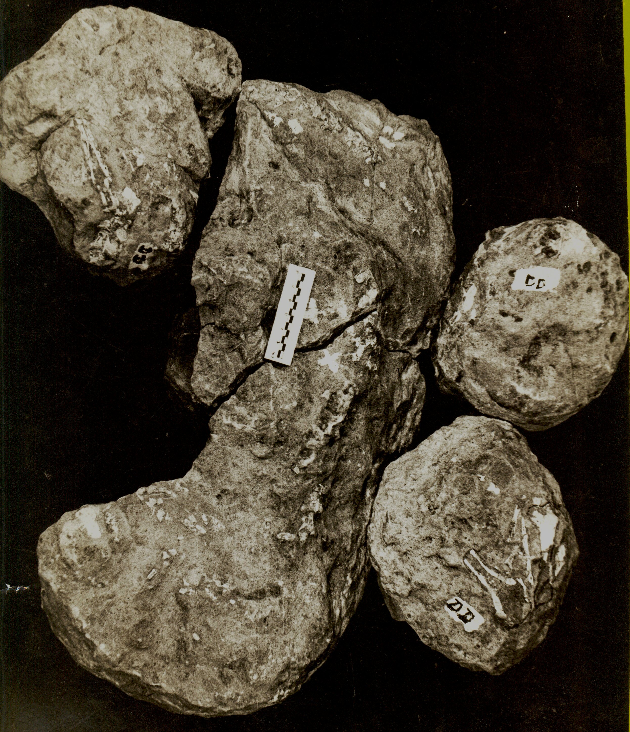 The excavated fossil. (Photo courtesy: Dhananjay Mohabey)