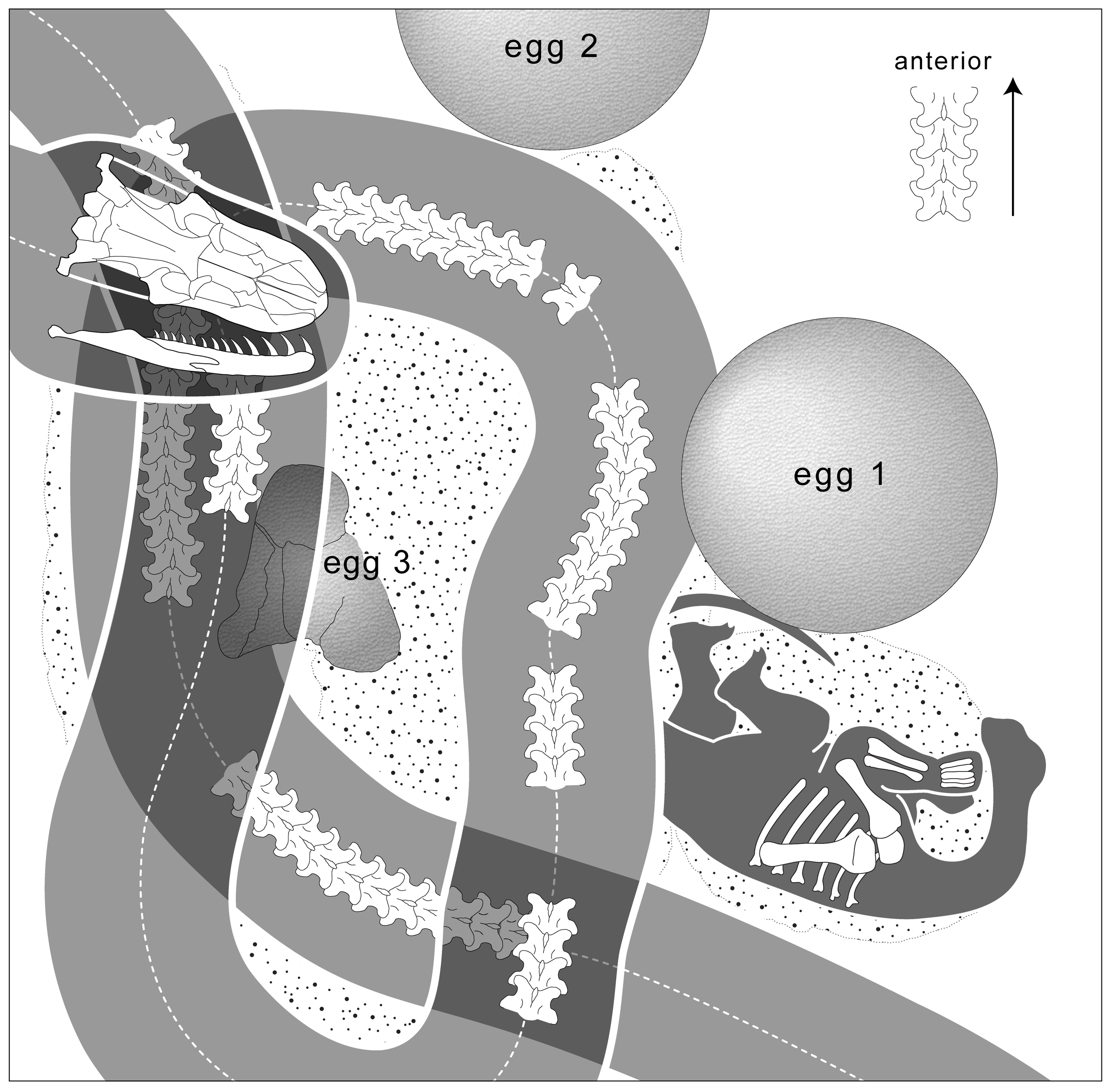 A map of the fossil bones in the rock. (Illustration courtesy: Jeff Wilson)