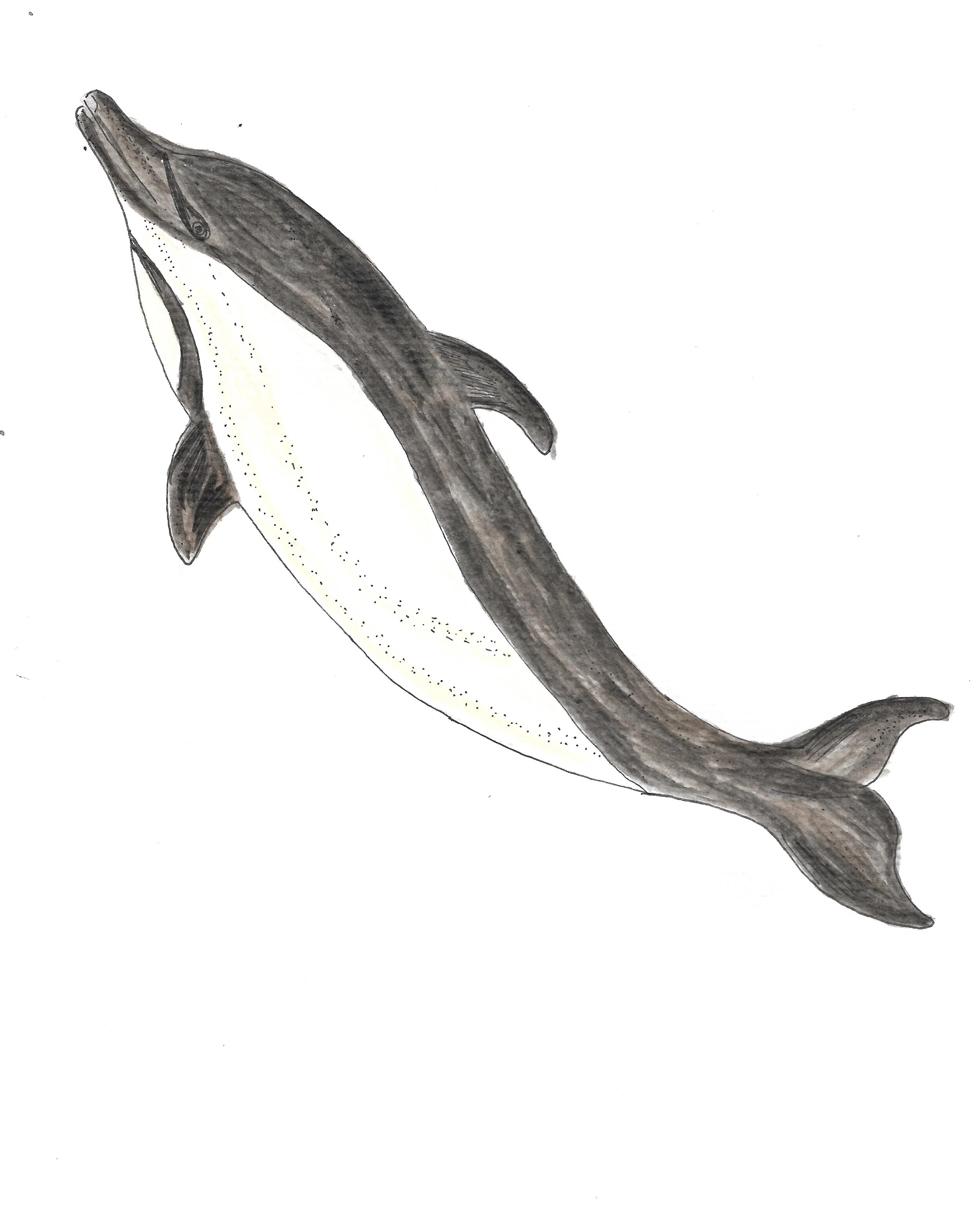 Whale evolution 5.jpeg