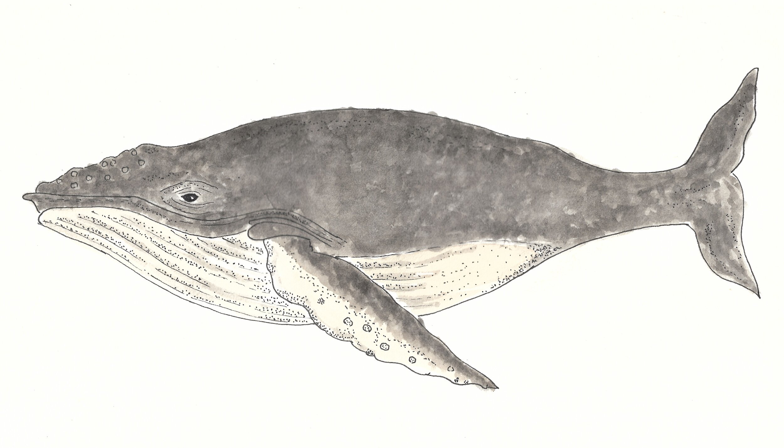 and mysticetes like the humpback whales, which forms a part of the baleen-whale family that have hair-like, mouth bristles to filter krill from the sea.