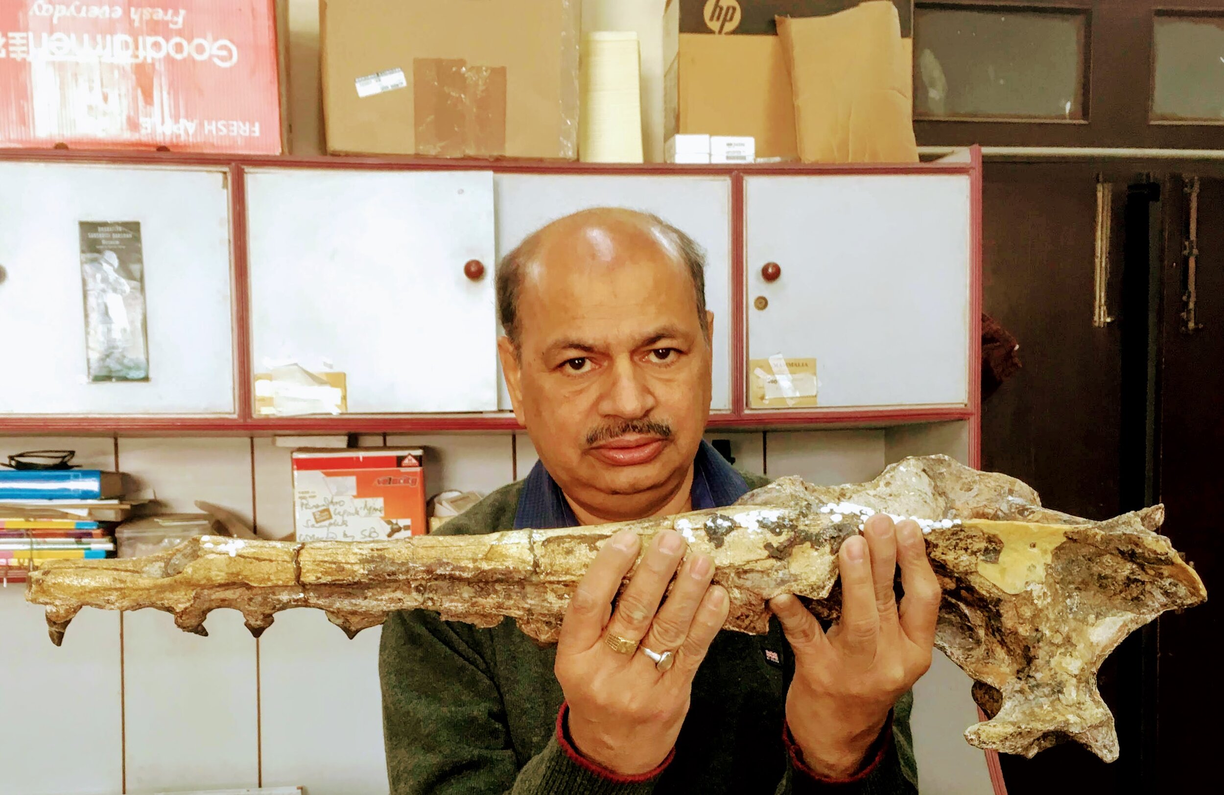 Palaeontologist Sunil Bajpai holding up a fossil of a remingtonocetus. 