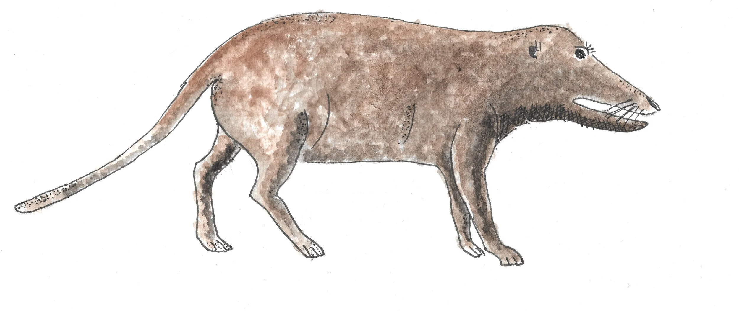 Pakicetus.jpeg