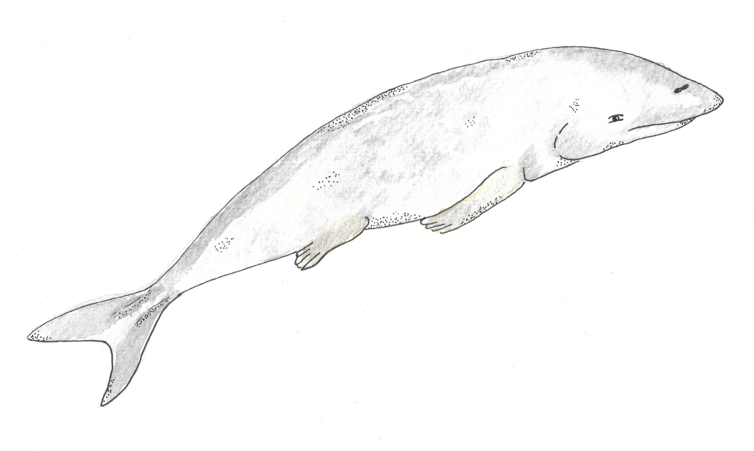 Protocetids were primitive whales that had become pursuit predators and started swimming across continents.