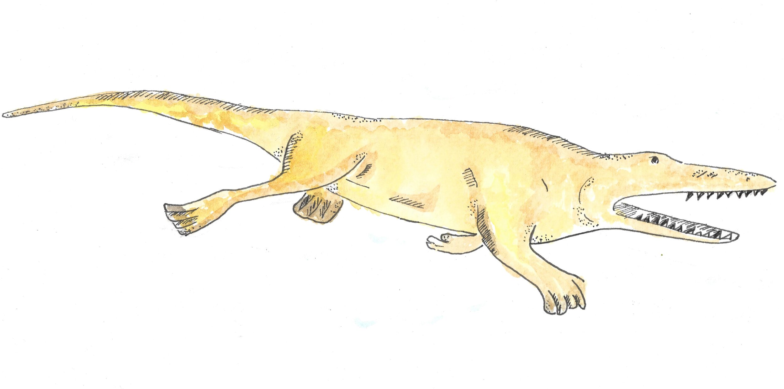 Remingtonocetus was an ancestral whale with a crocodile-like snout and short limbs.