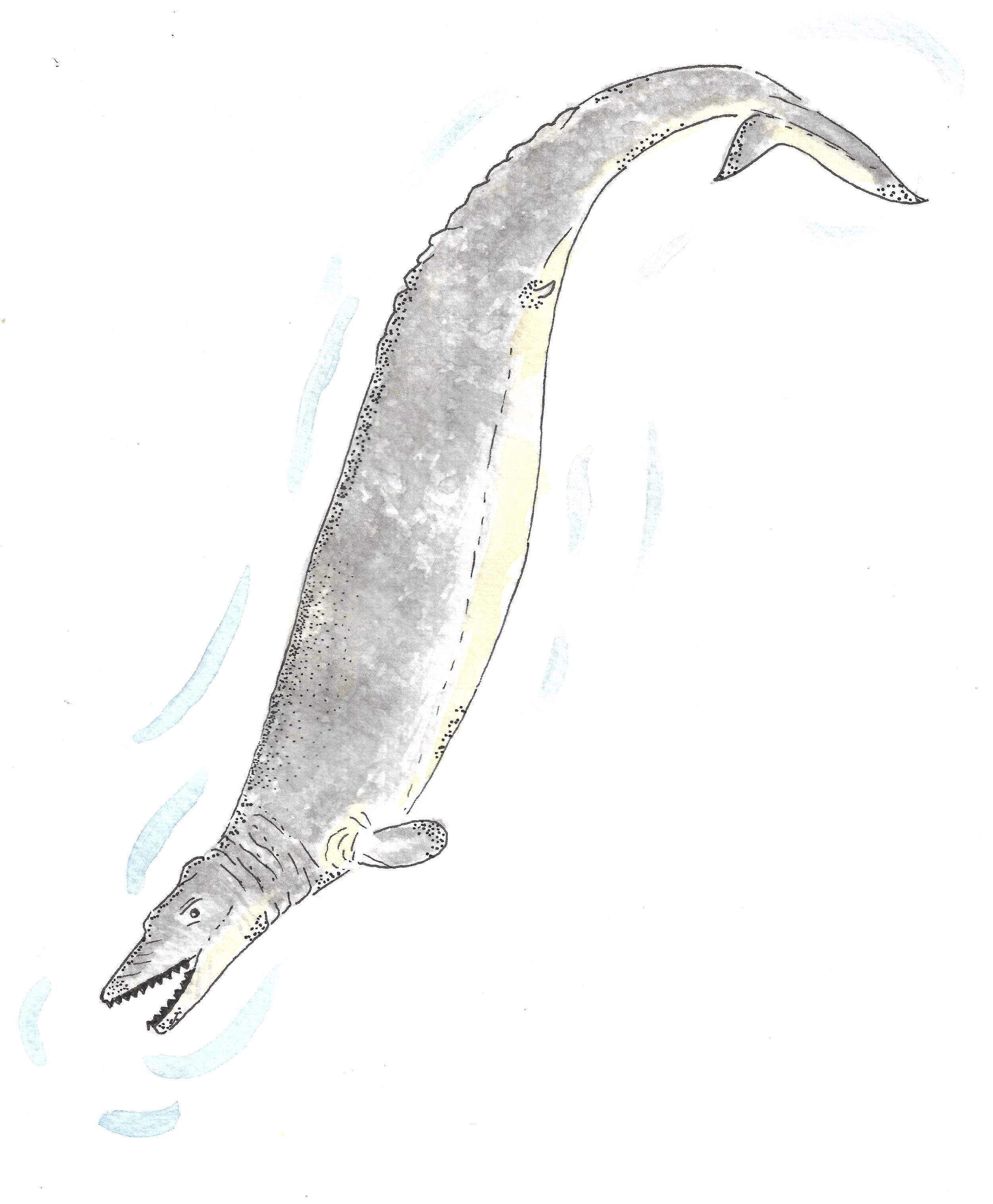 basilosaurus.jpeg