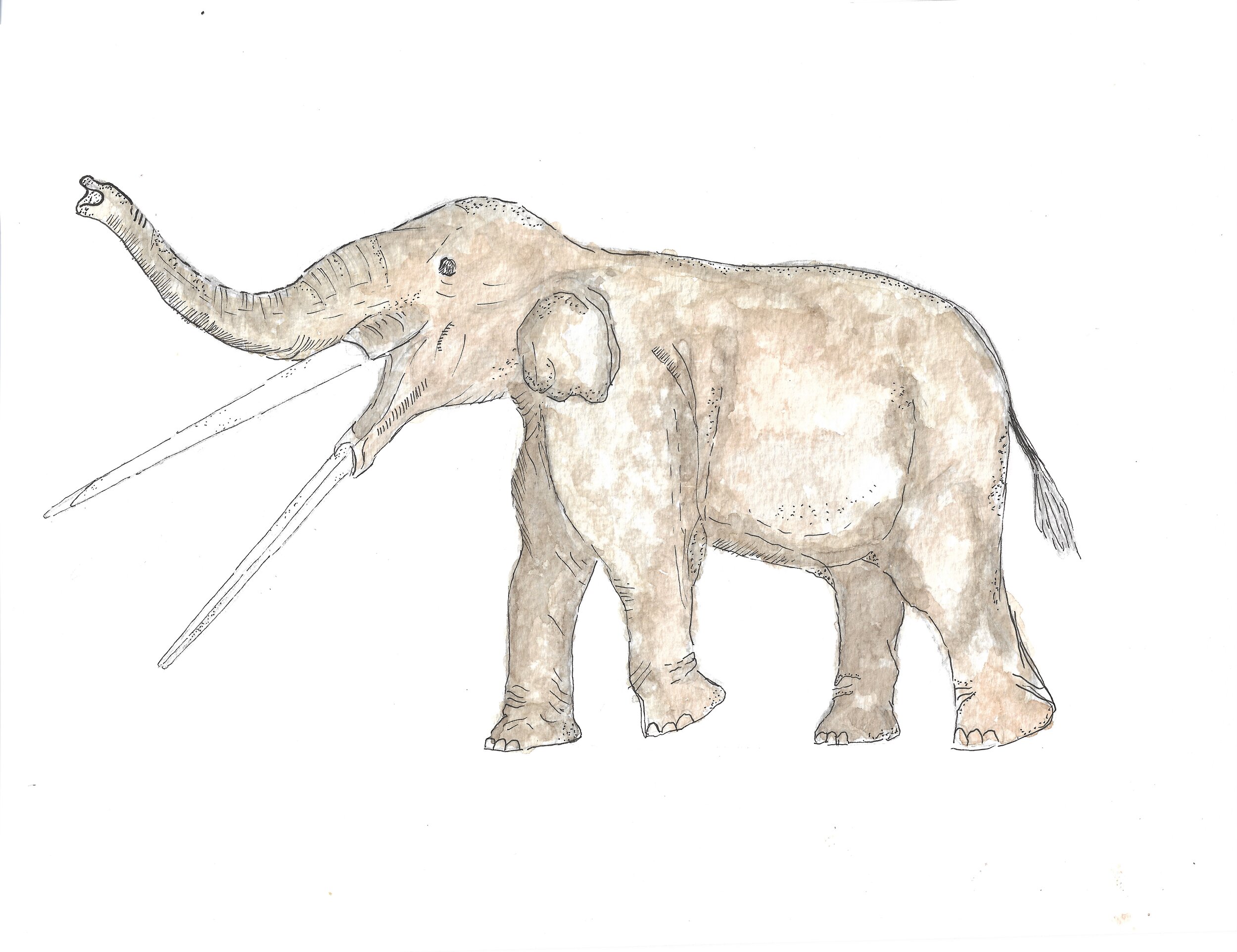 Stegotetrabelodon.