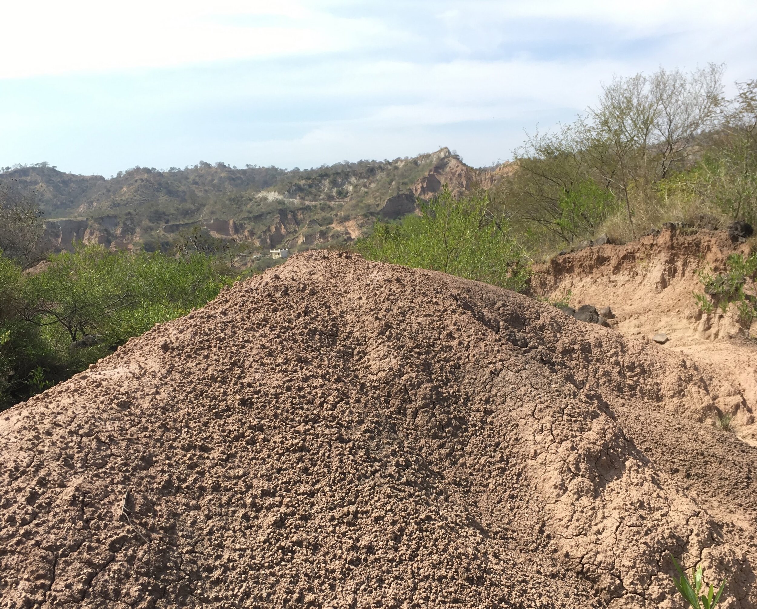 The rubbled soil easily exposes fossils after a shower.