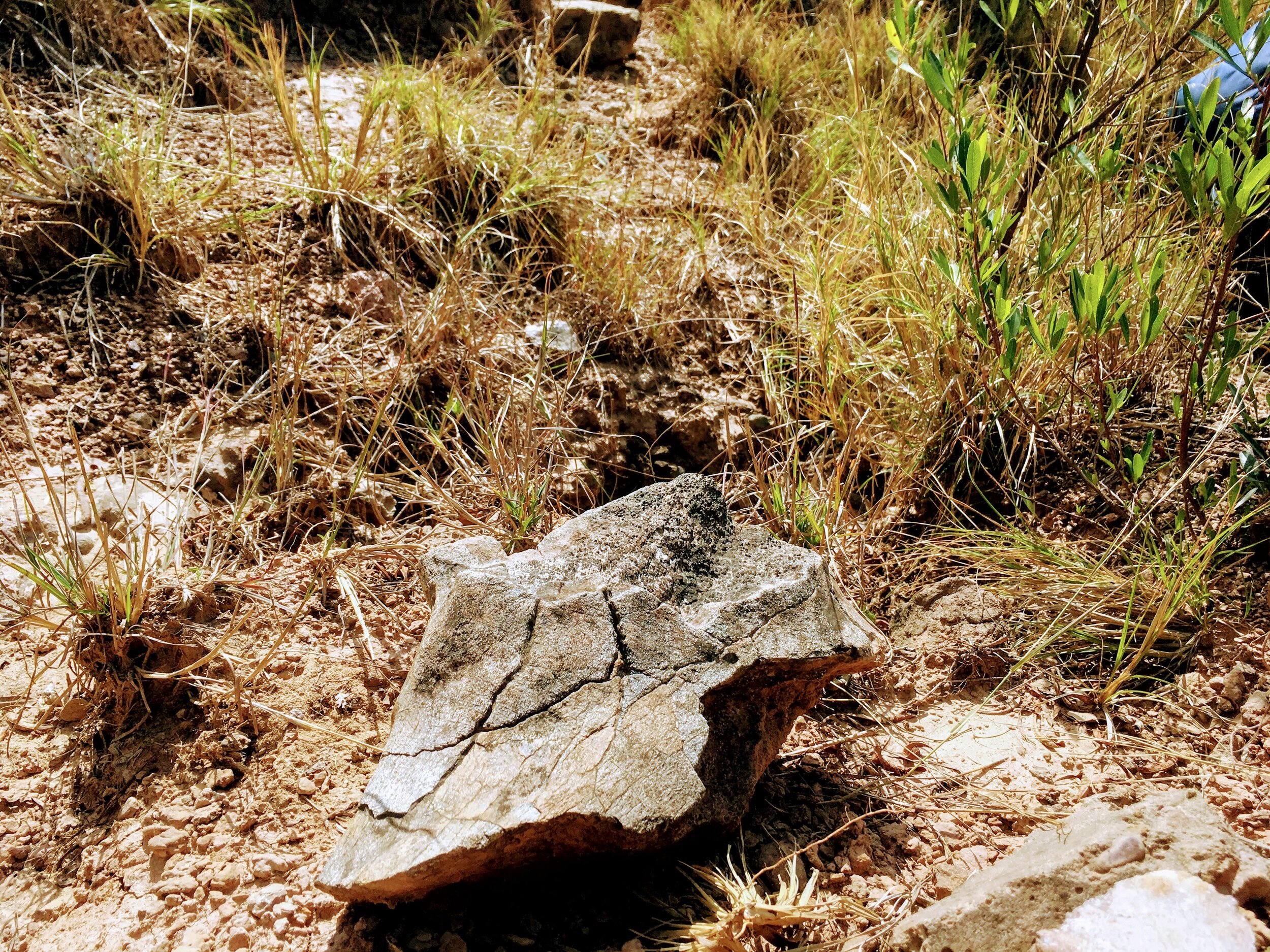 An elephant skull.