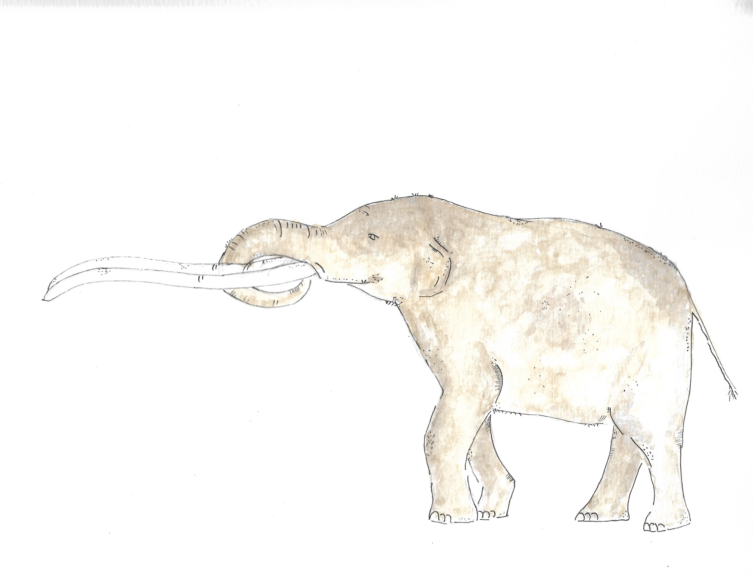 Anancus, an ancestral proboscidean with one of the longest tusks.