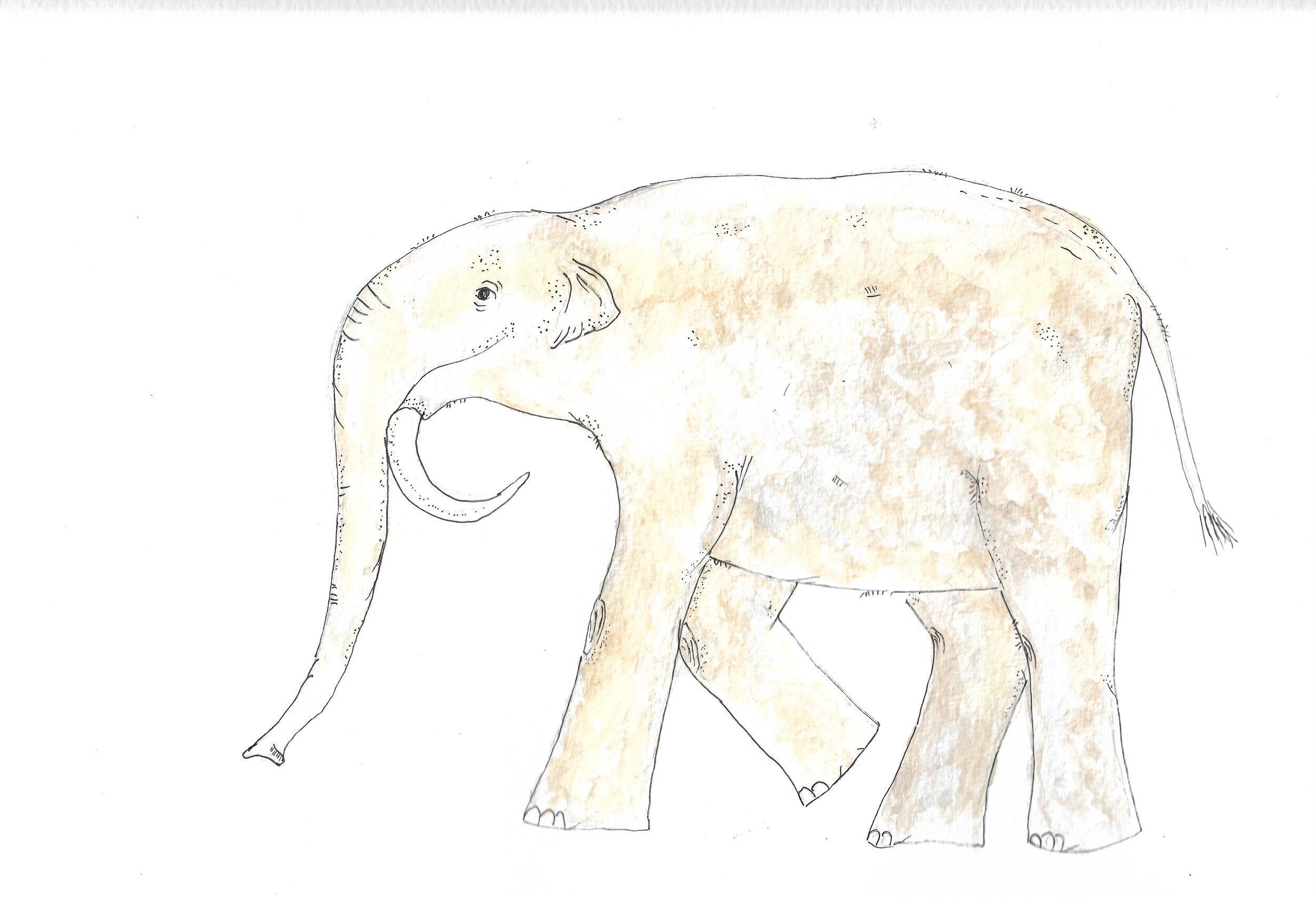 Deinotherium.