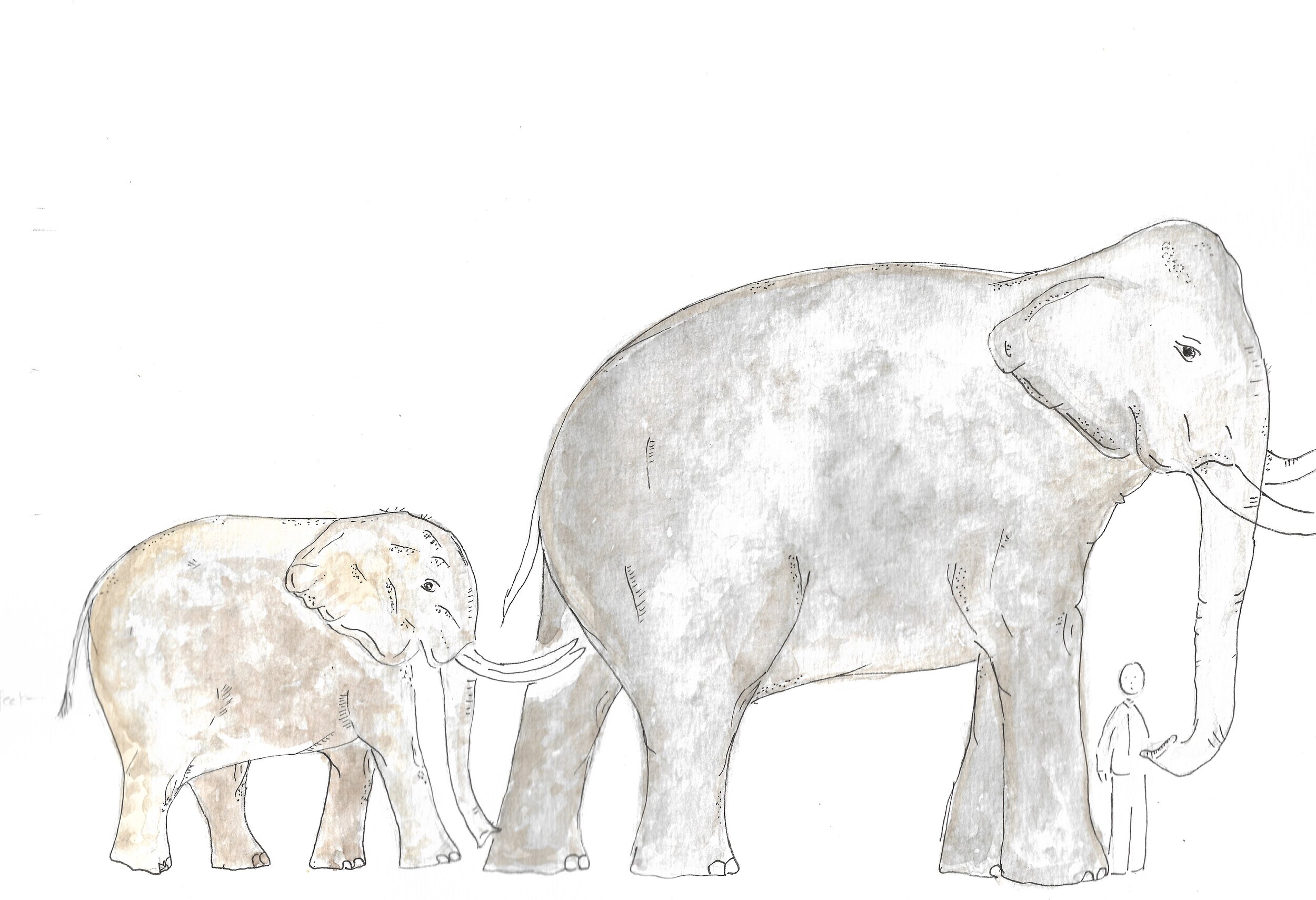 A size comparison of present day Asian elephants and the 17-feet tall Palaeoloxodont.